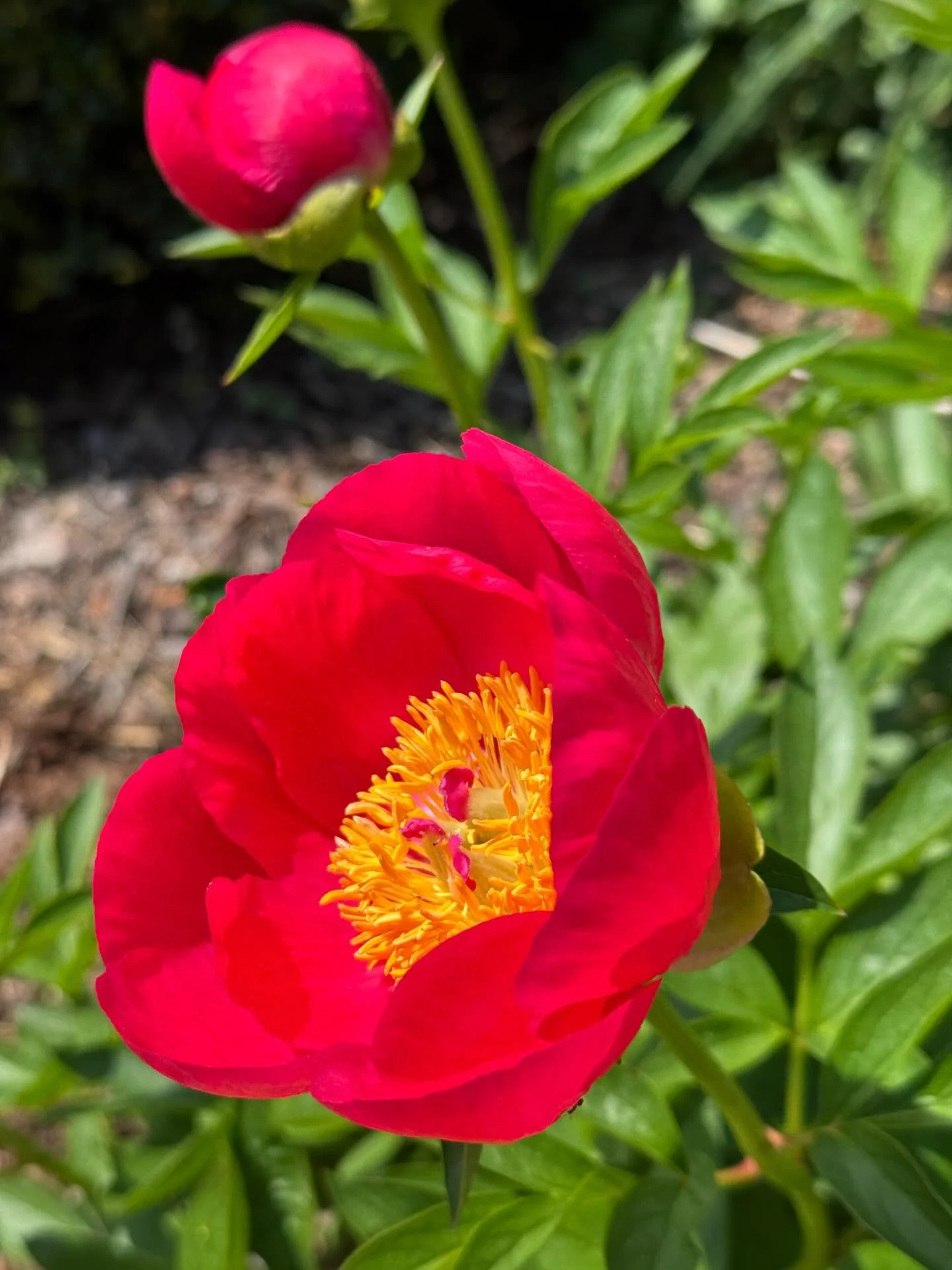 Peonies popped