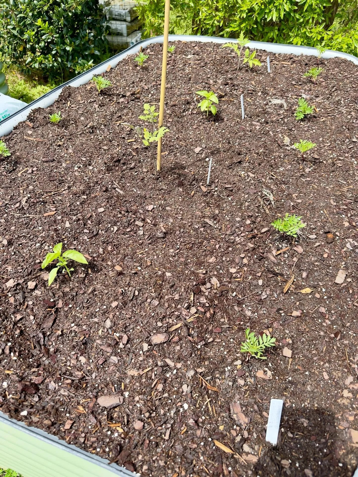 Tomatoes, basil and marigolds planted up.