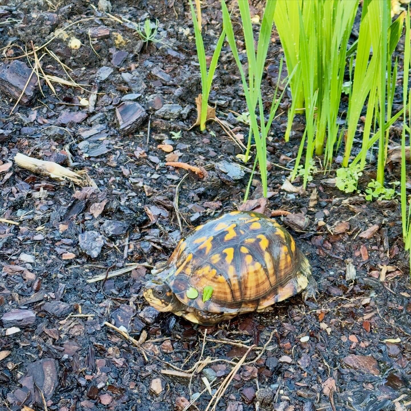 Early morning visitor to the garden.