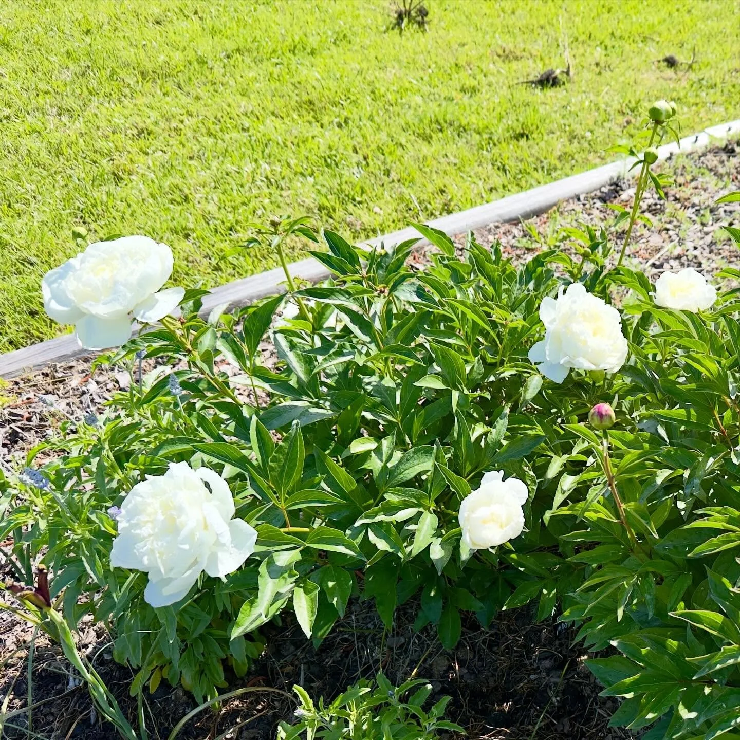 Peonies popping