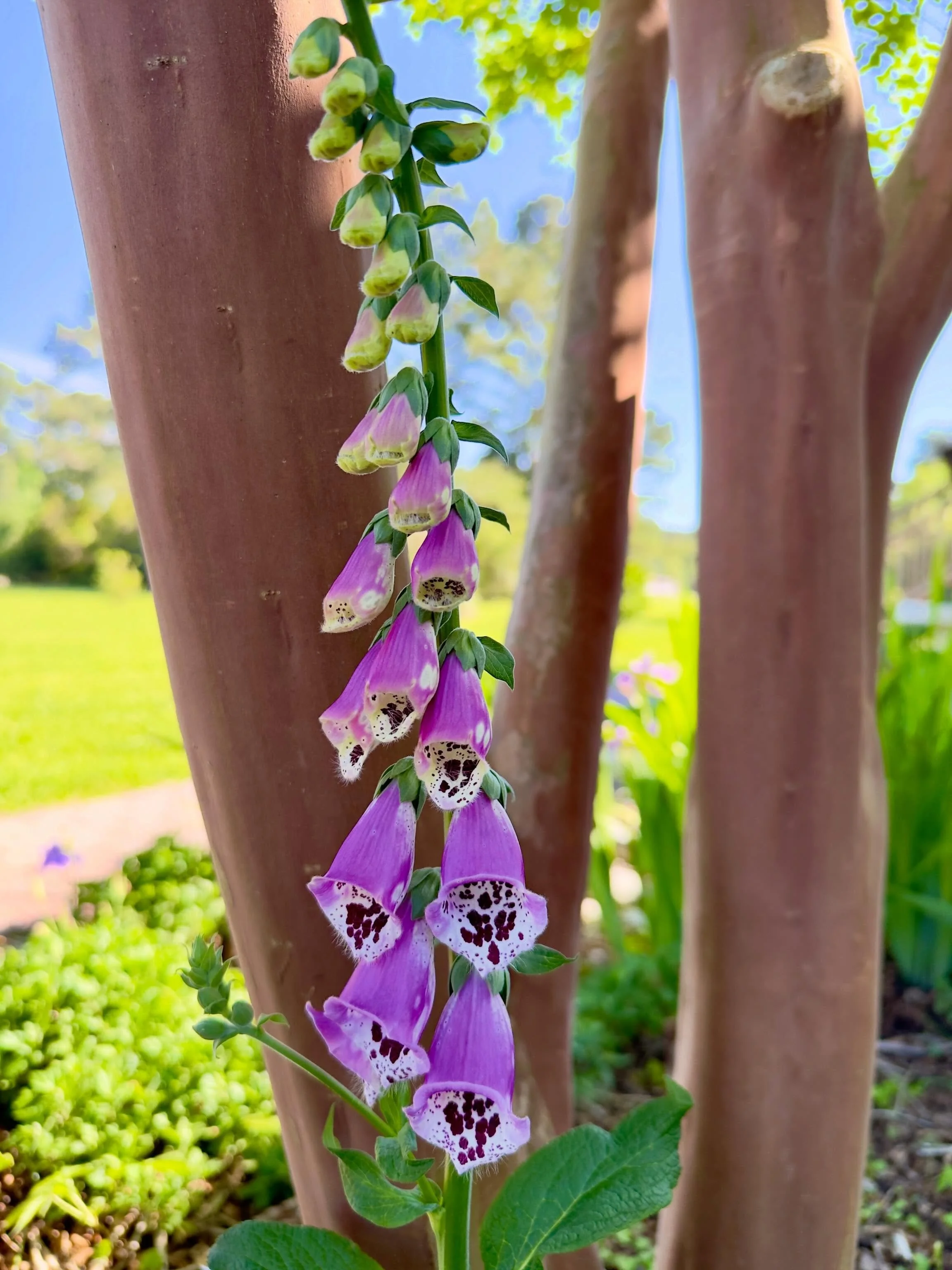 Foxglove