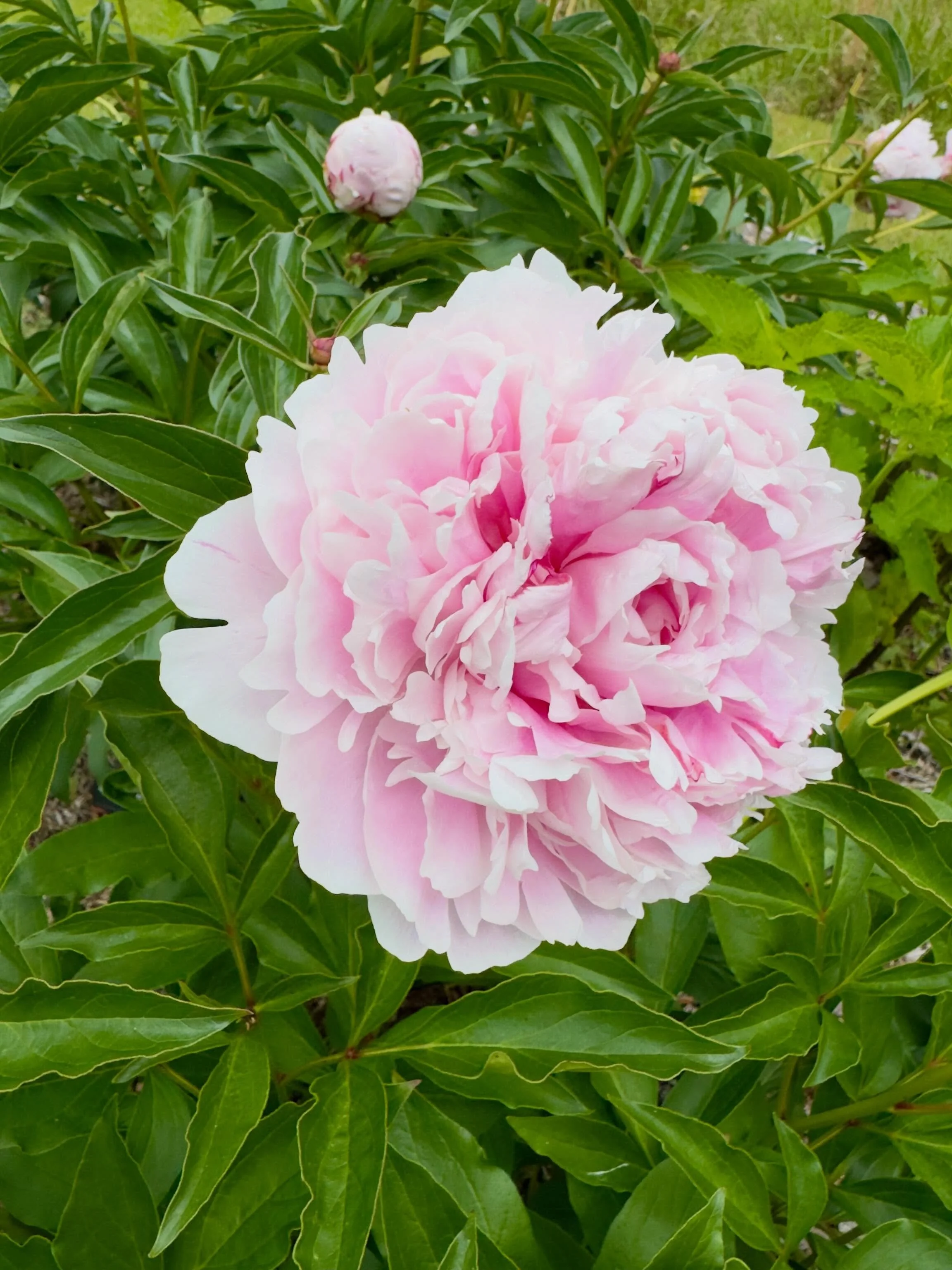 I wish peonies smelled.