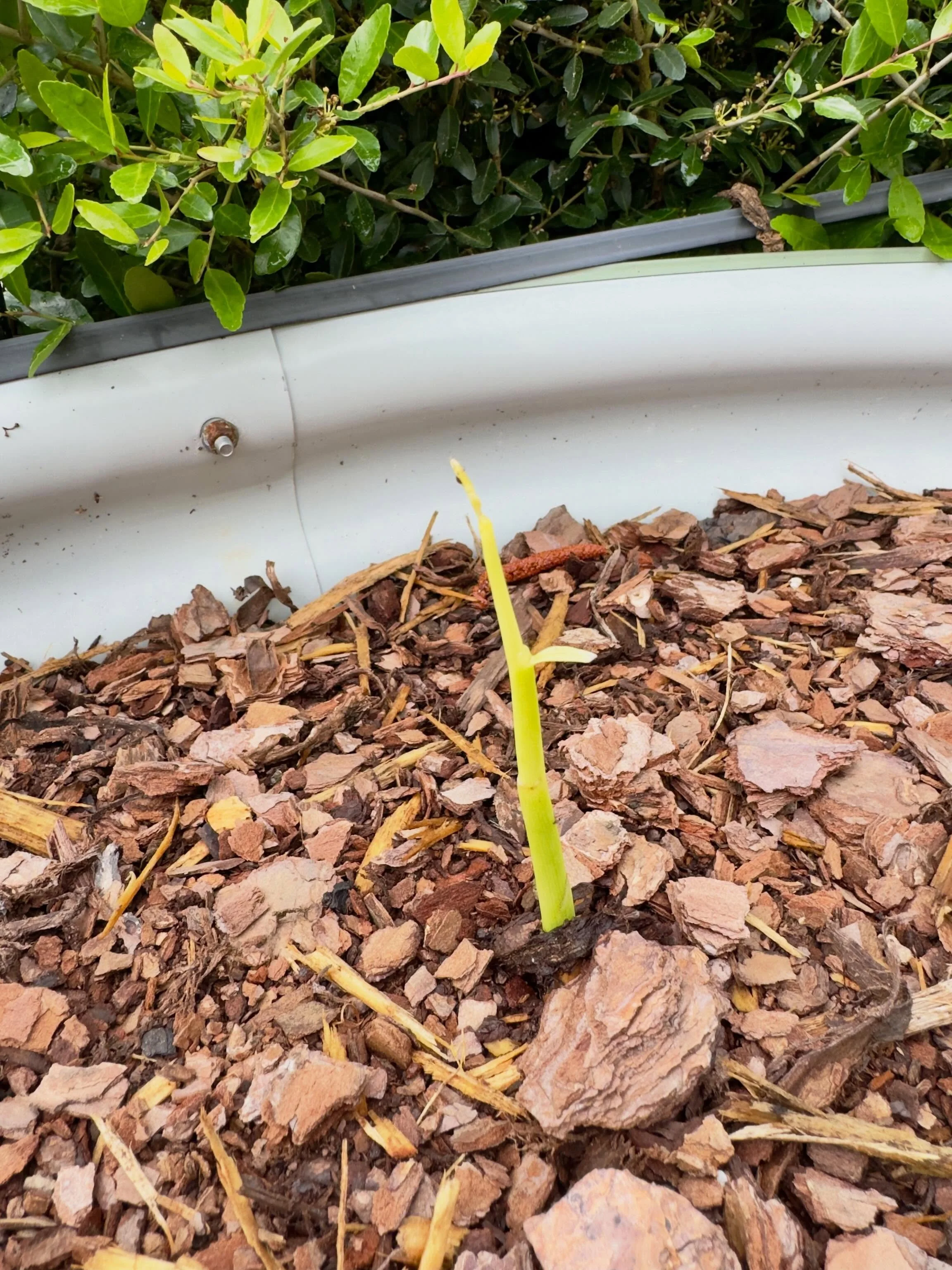 Ginger pushing up