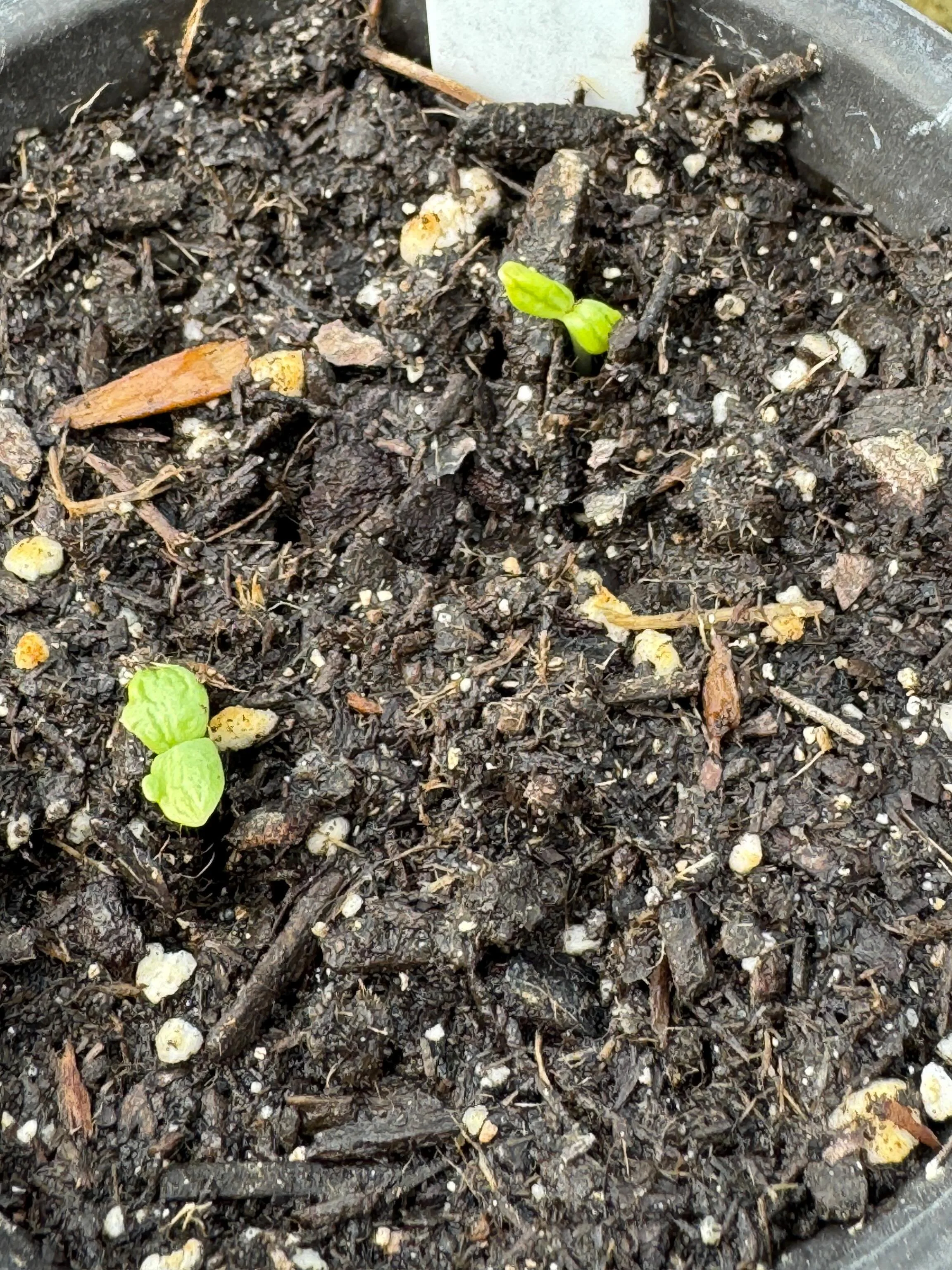 Always exciting to see new plants emerge