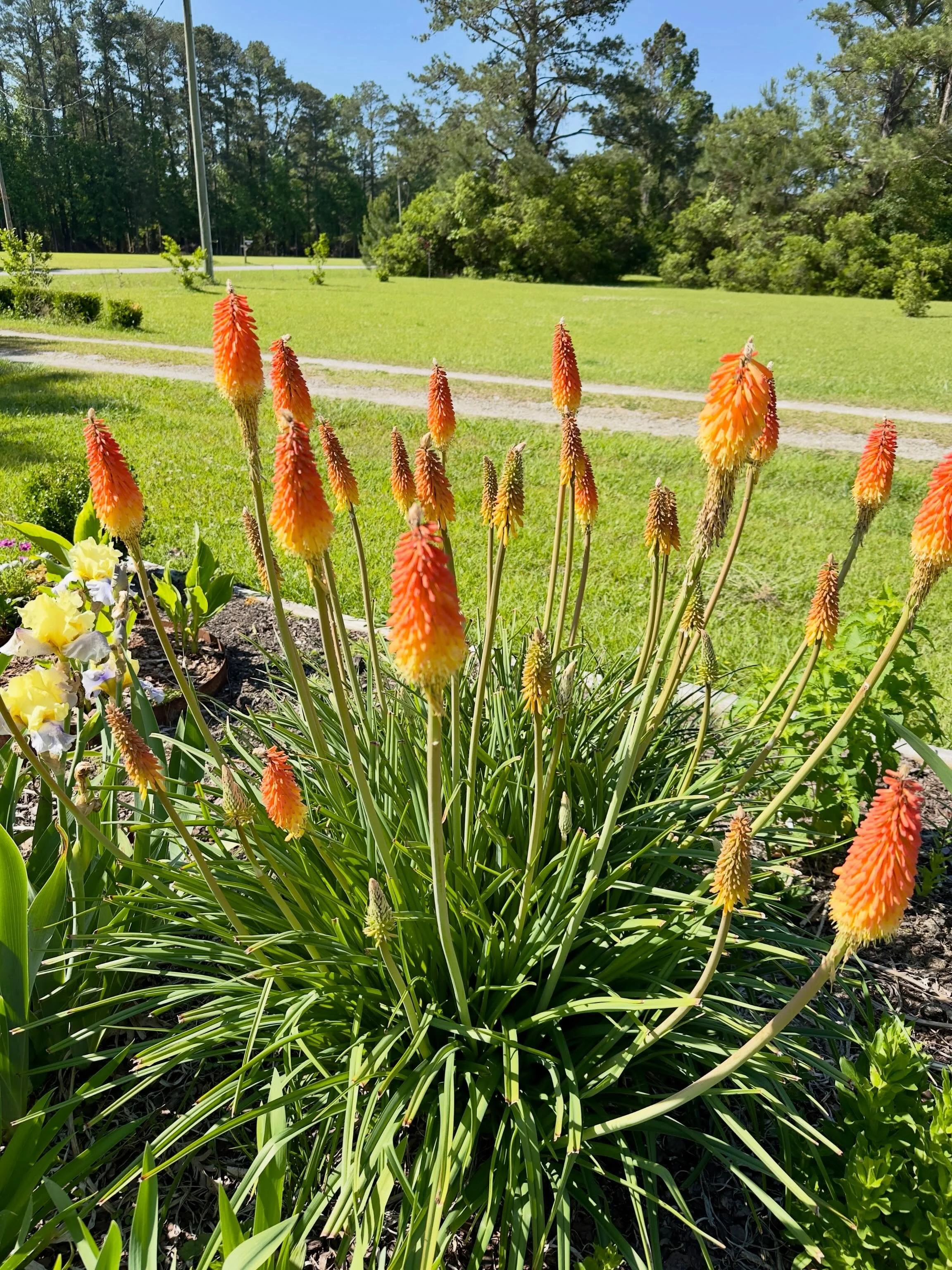 Red hot poker
