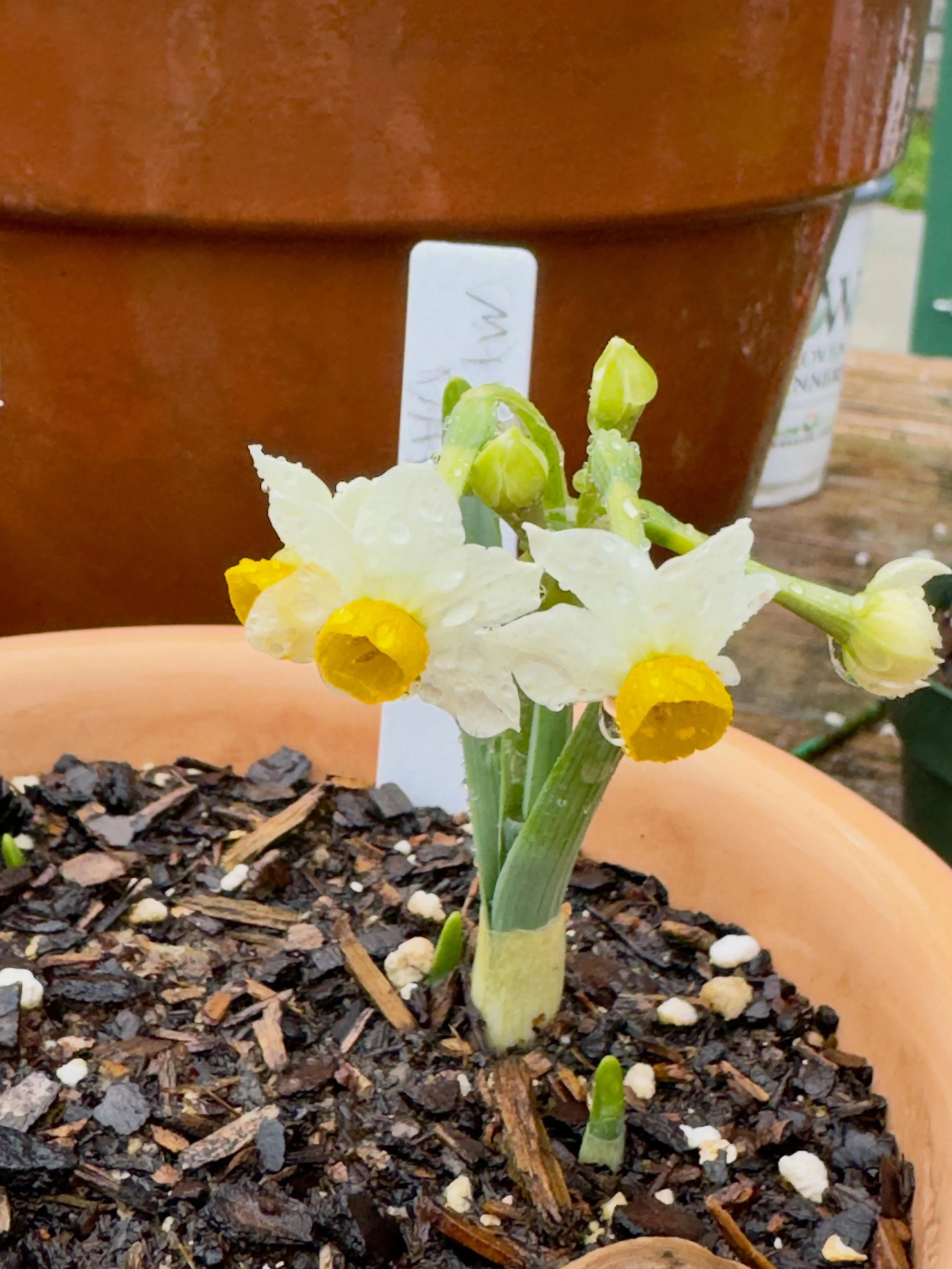 Itty bitty daffodils. No idea the variety as the bag was just marked &ldquo;mixed&rdquo;. Pretty happy they flowered.