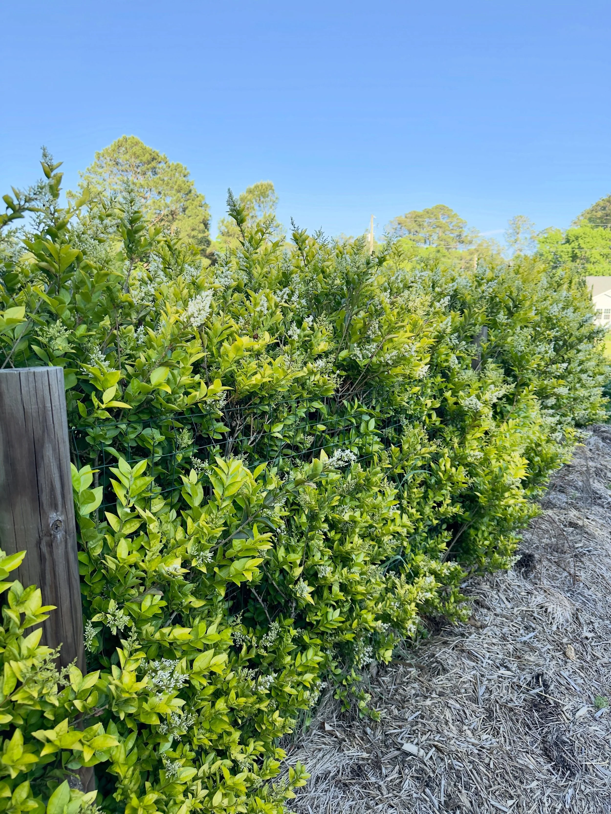I think this hedge needs a trim 🤔