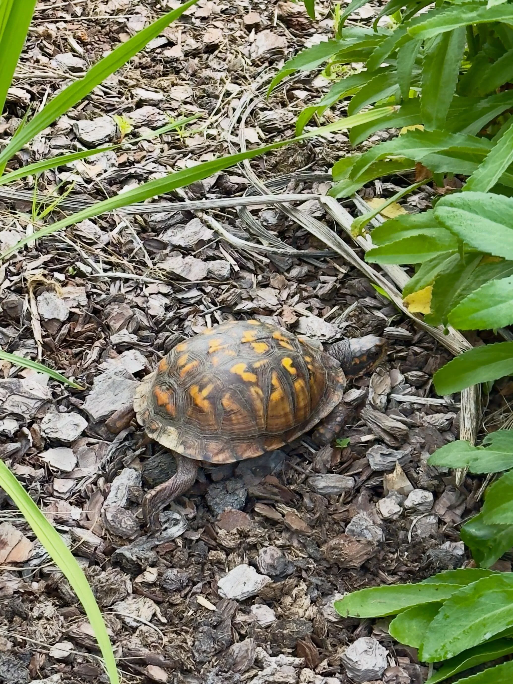 Turtle in the garden