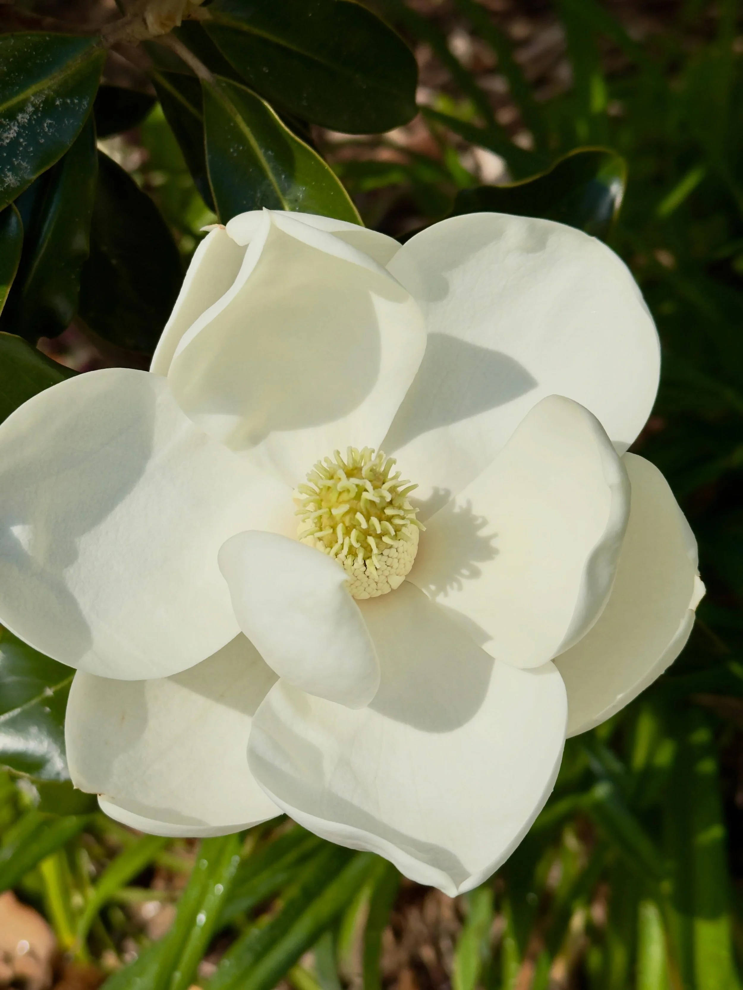 Flowers from around the garden