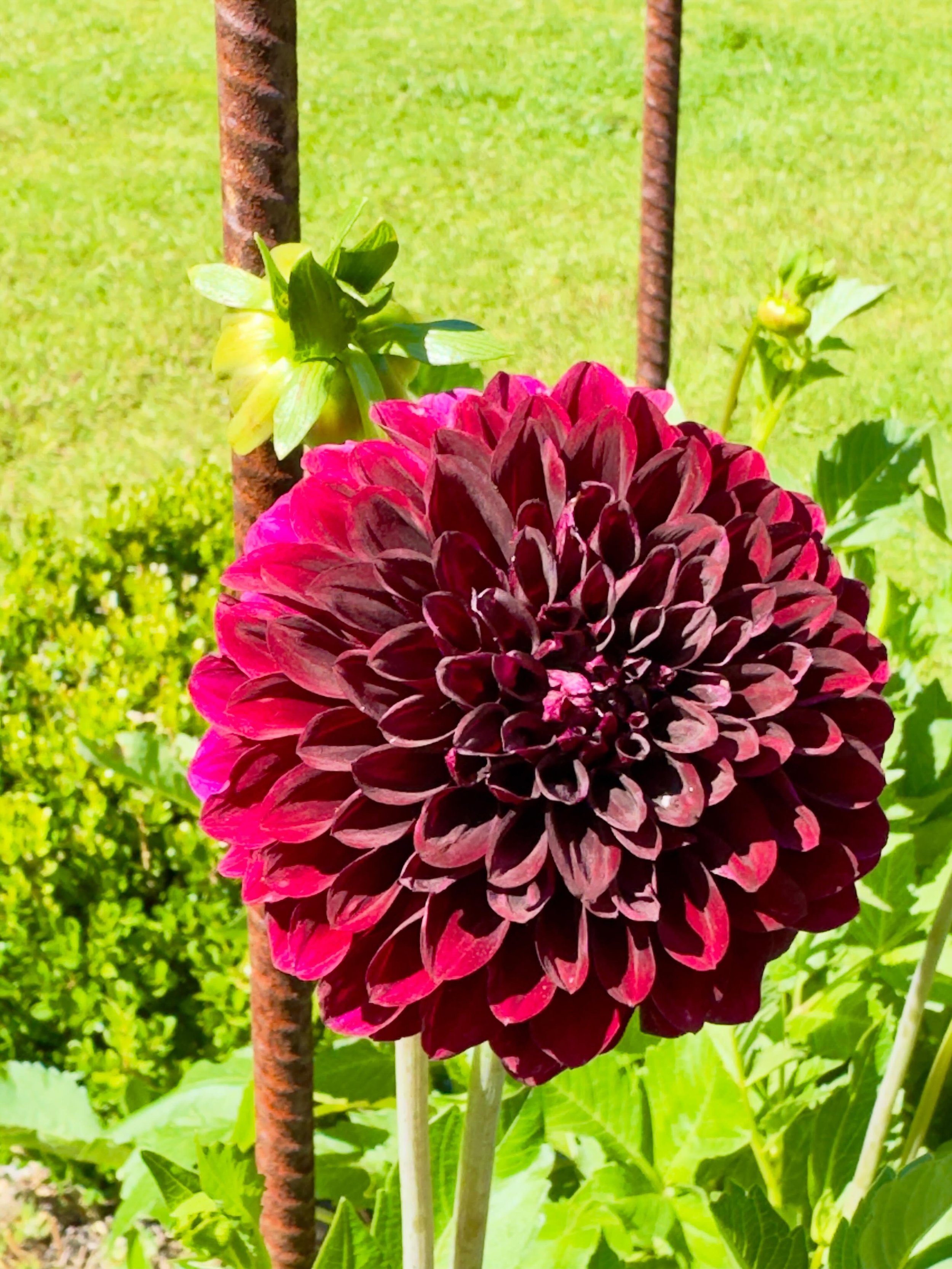 Black satin dahlia