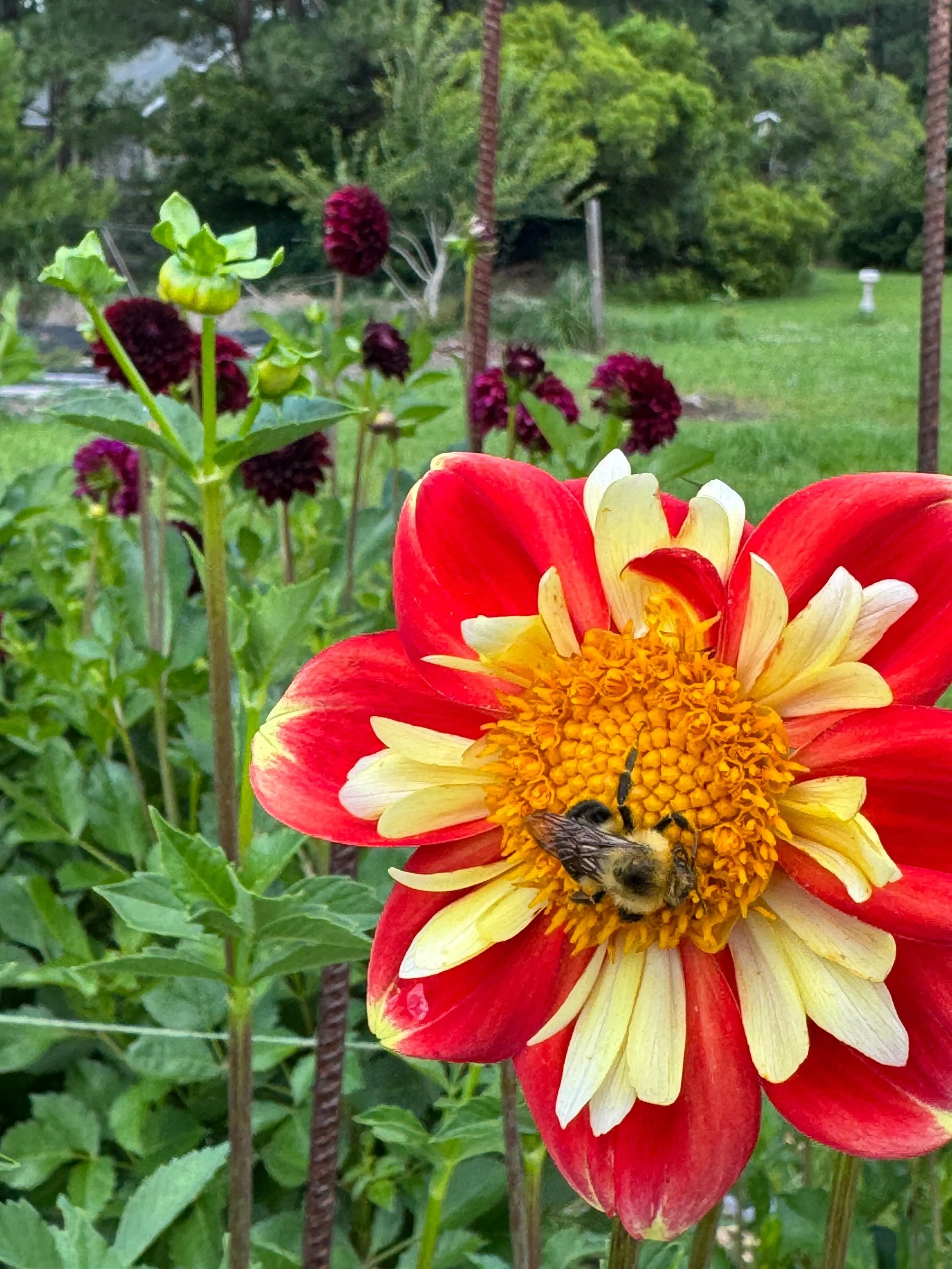 Dahlias and a happy bee