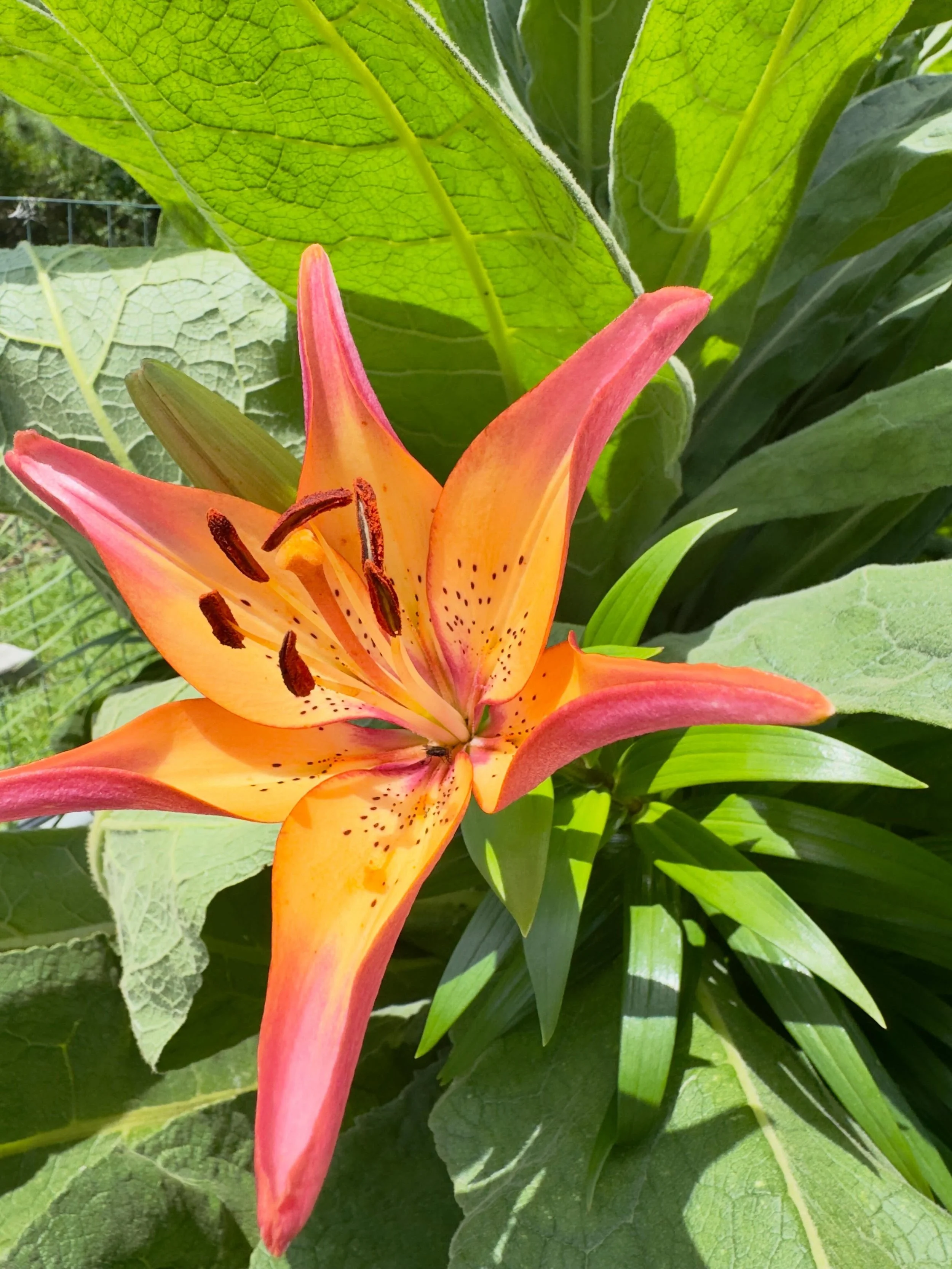 No idea what this lily is but I do love the color