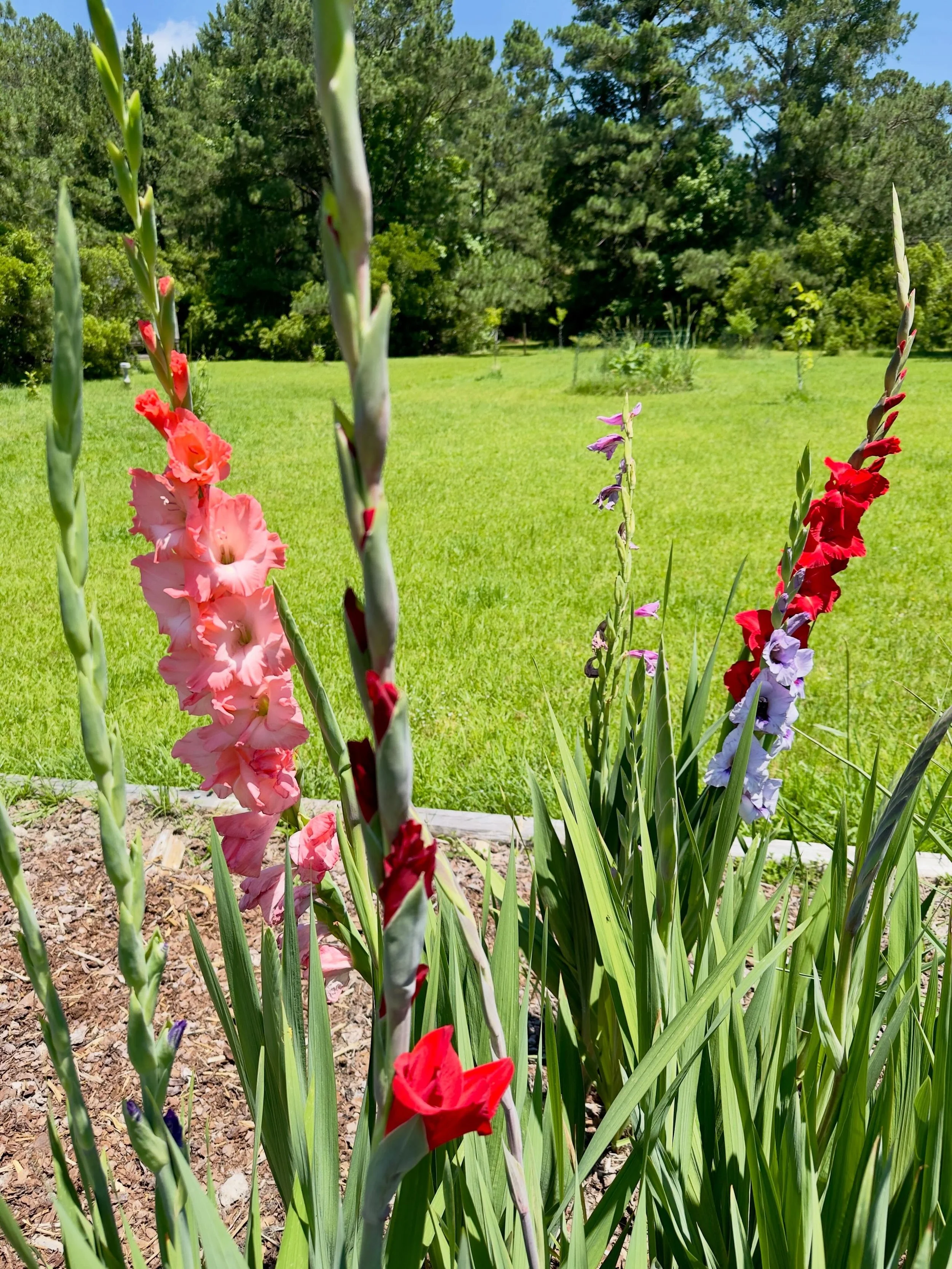 Gladiolus
