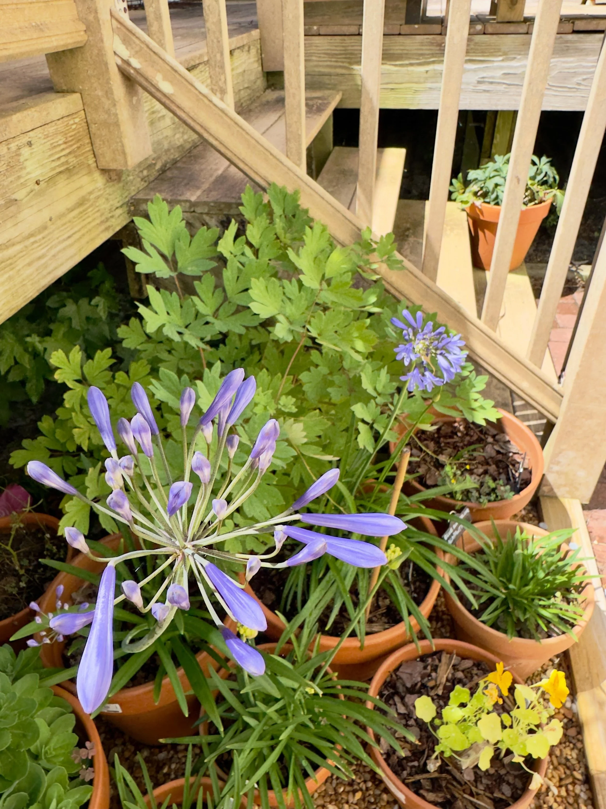 Agapanthus beginning to flower