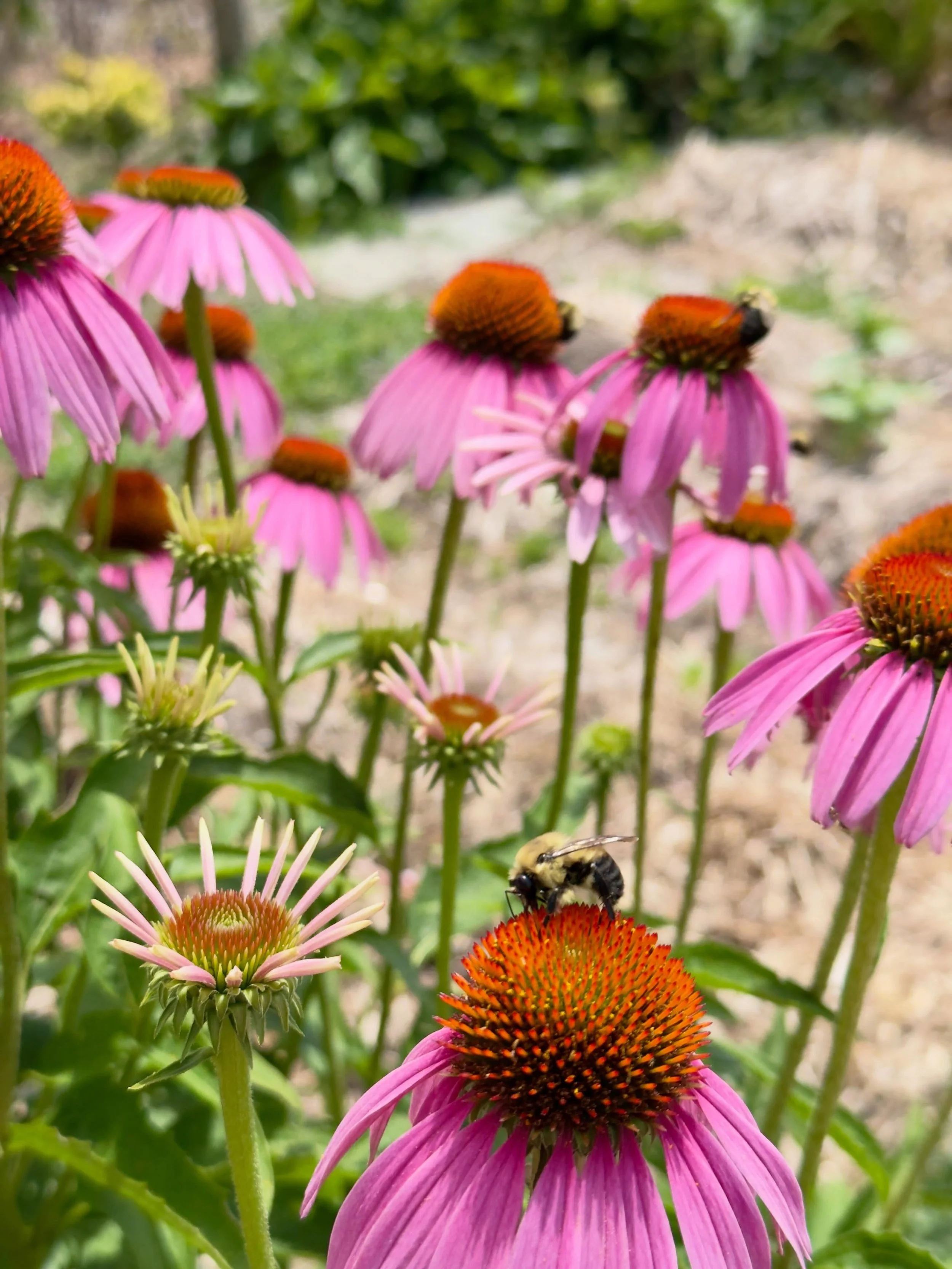 Happy bees