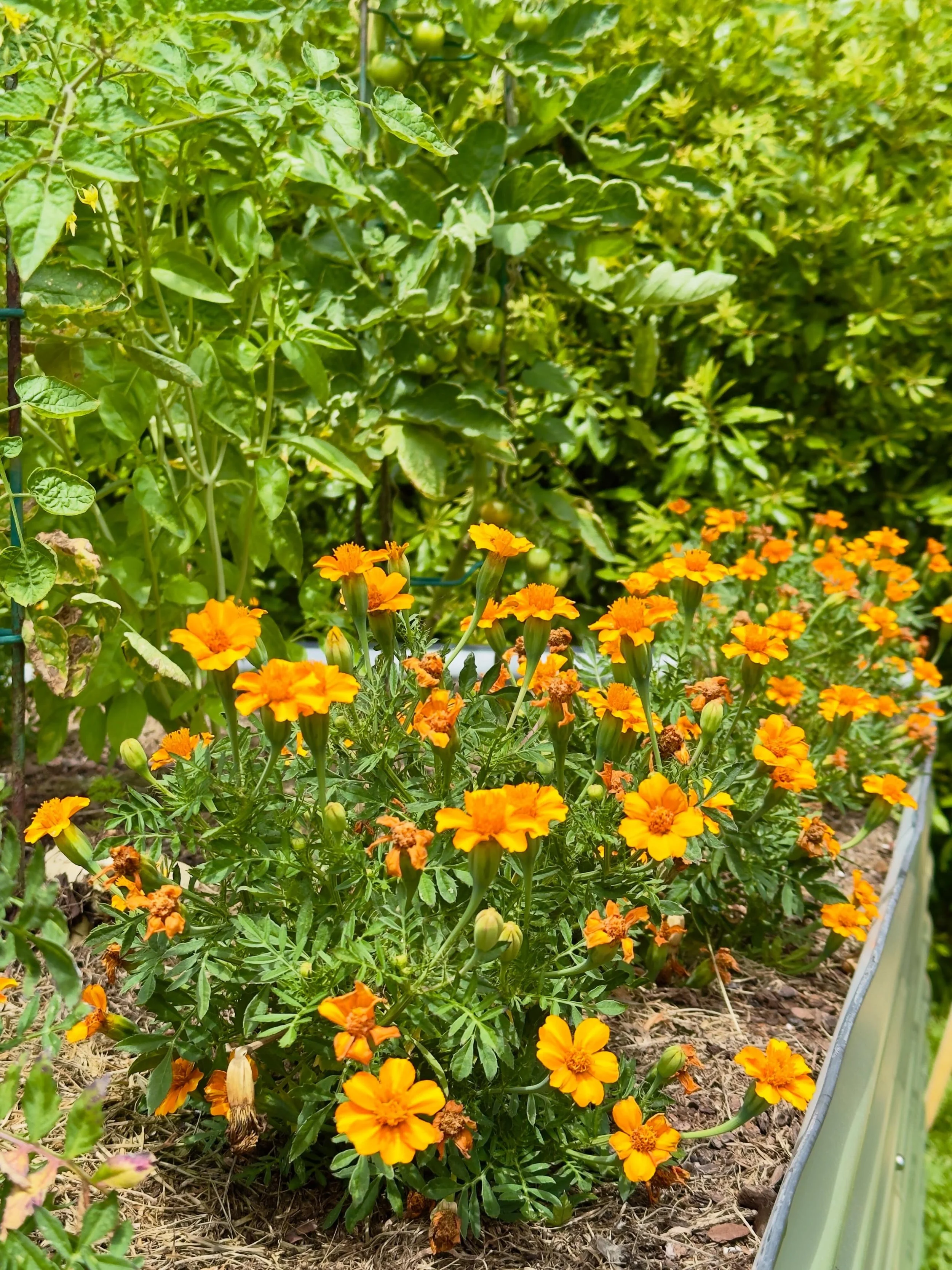 Bambino marigold