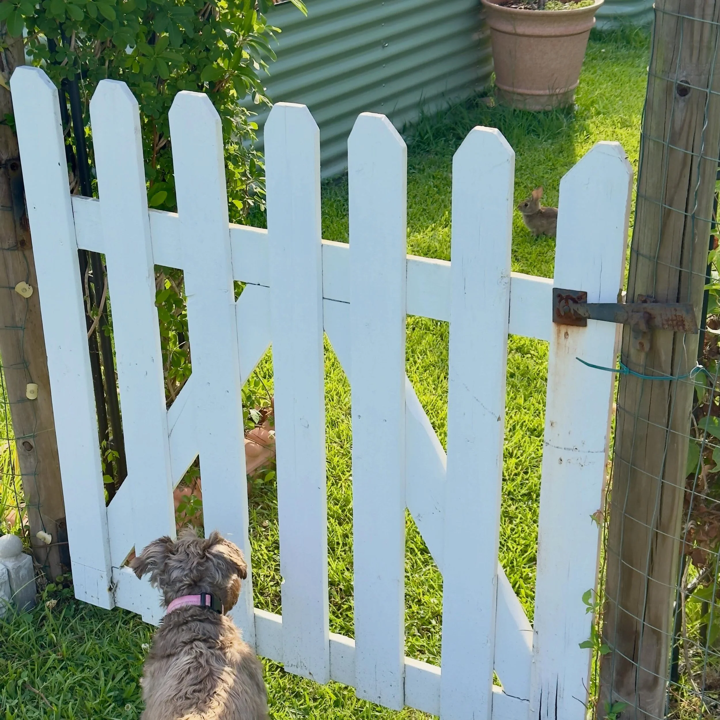 Sophie spotted a rabbit in the garden