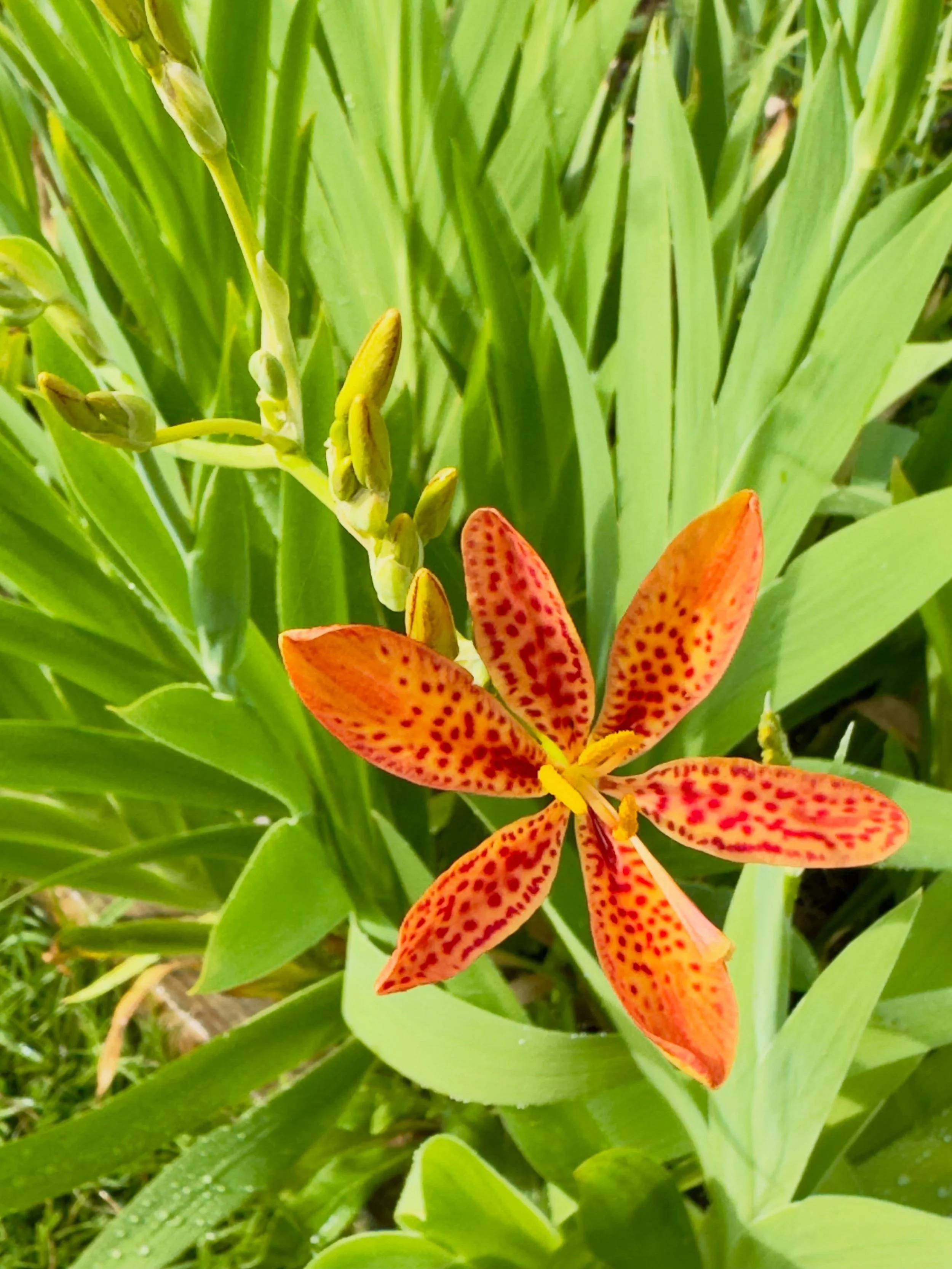 BlackBerry lily