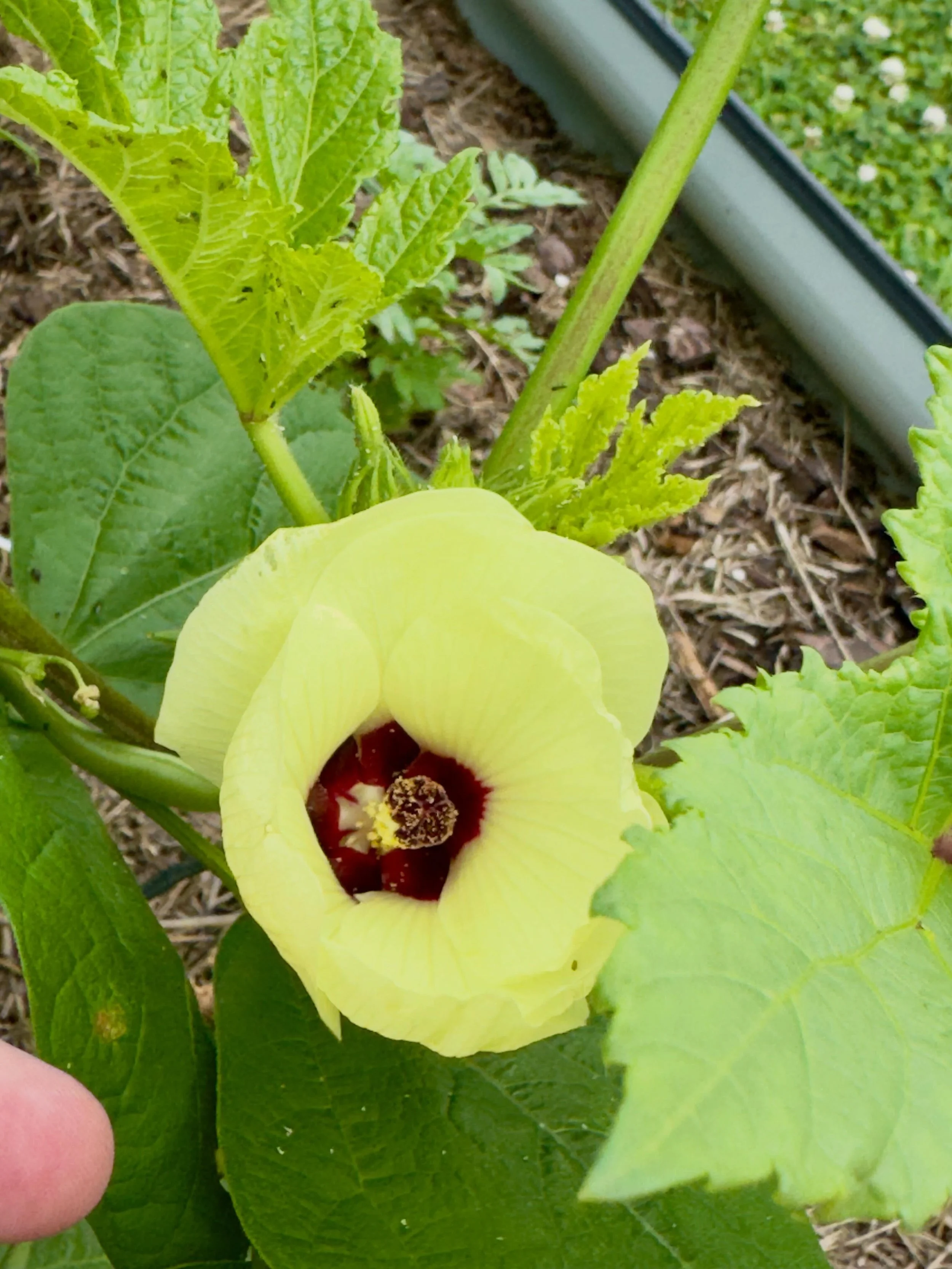 Okra flower