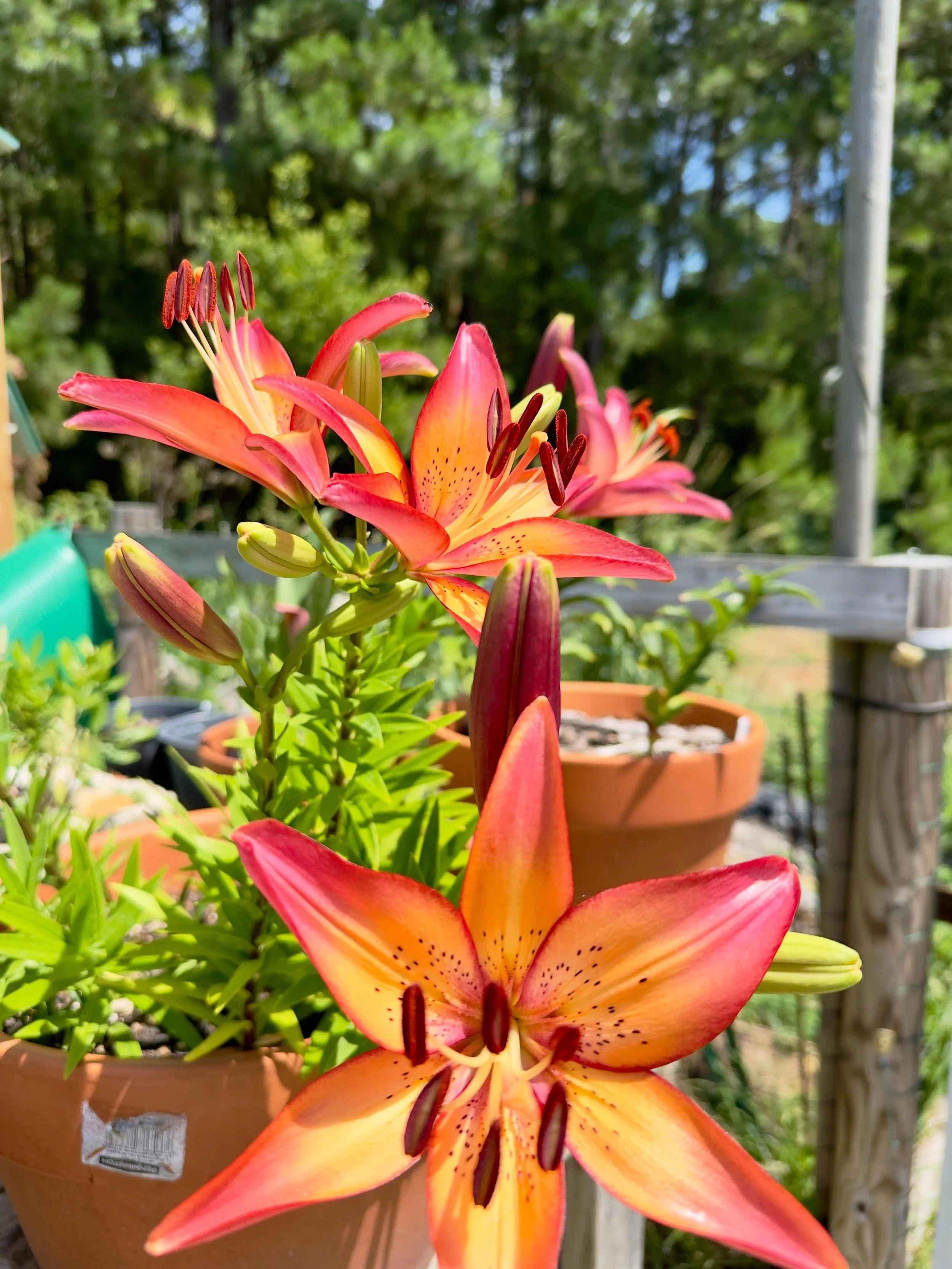 Colorful lilies