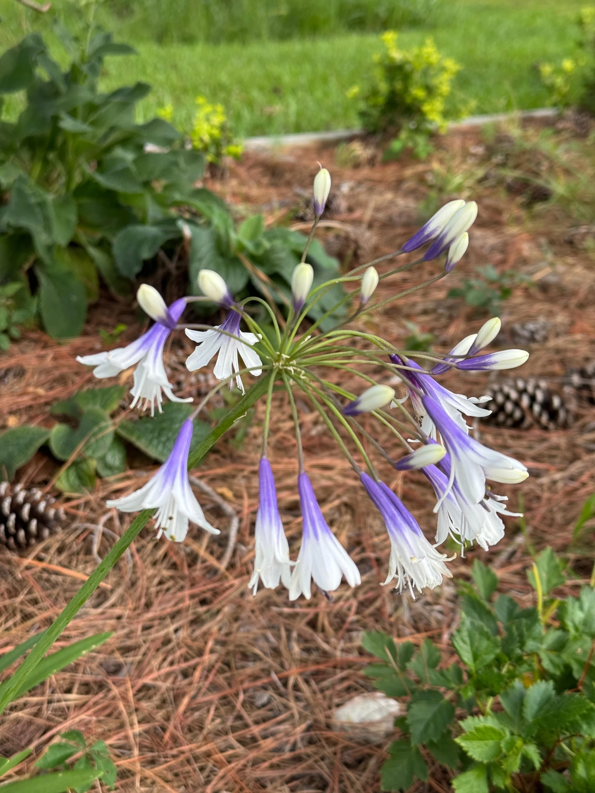 An agapanthus NOT eaten by the deer