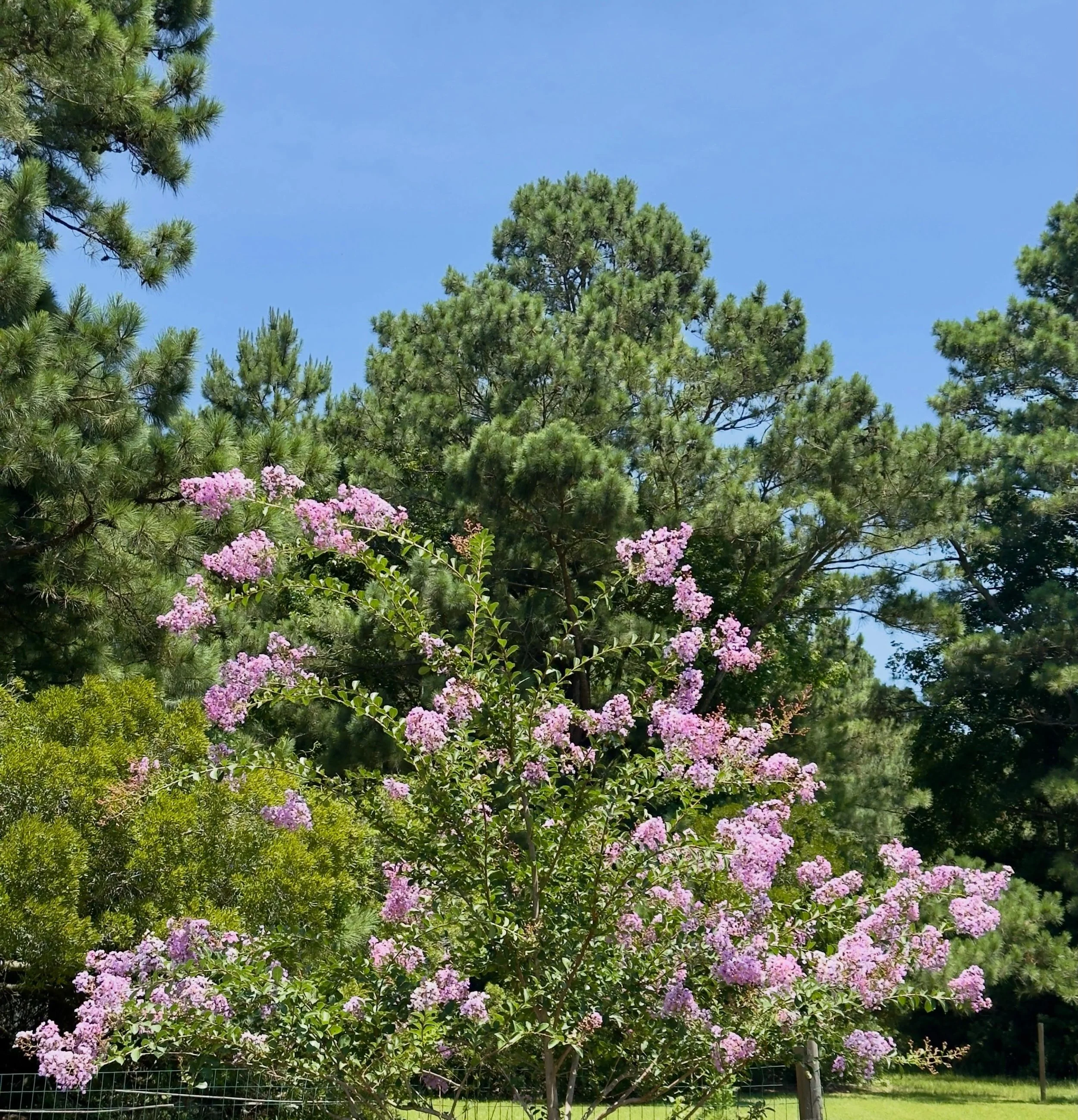 Crape Myrtle flowering