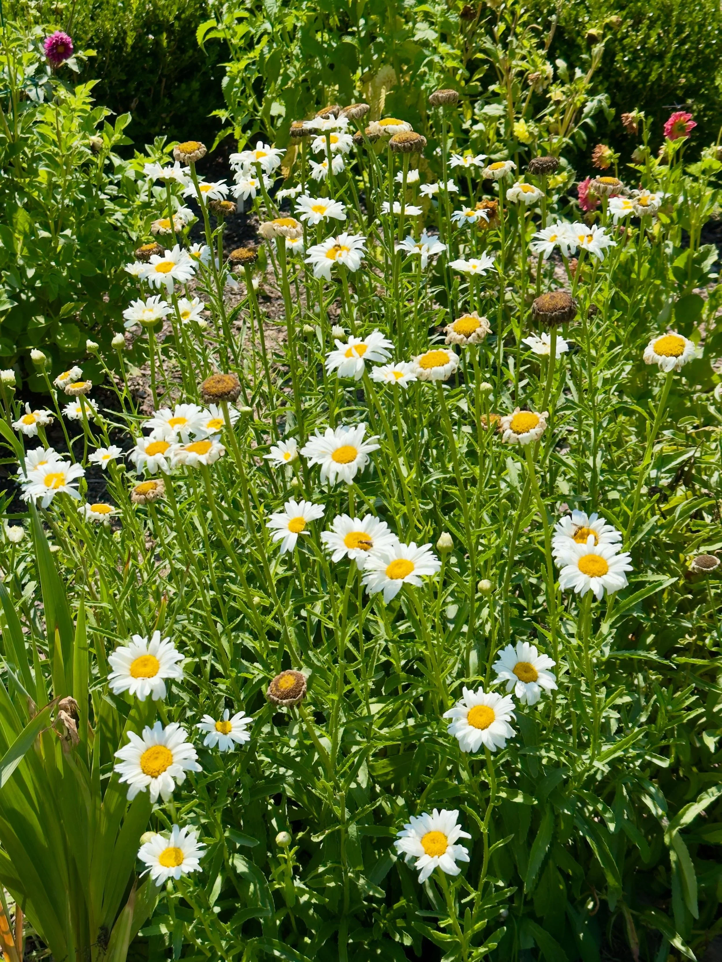 Alaska Shasta daisies still looking good