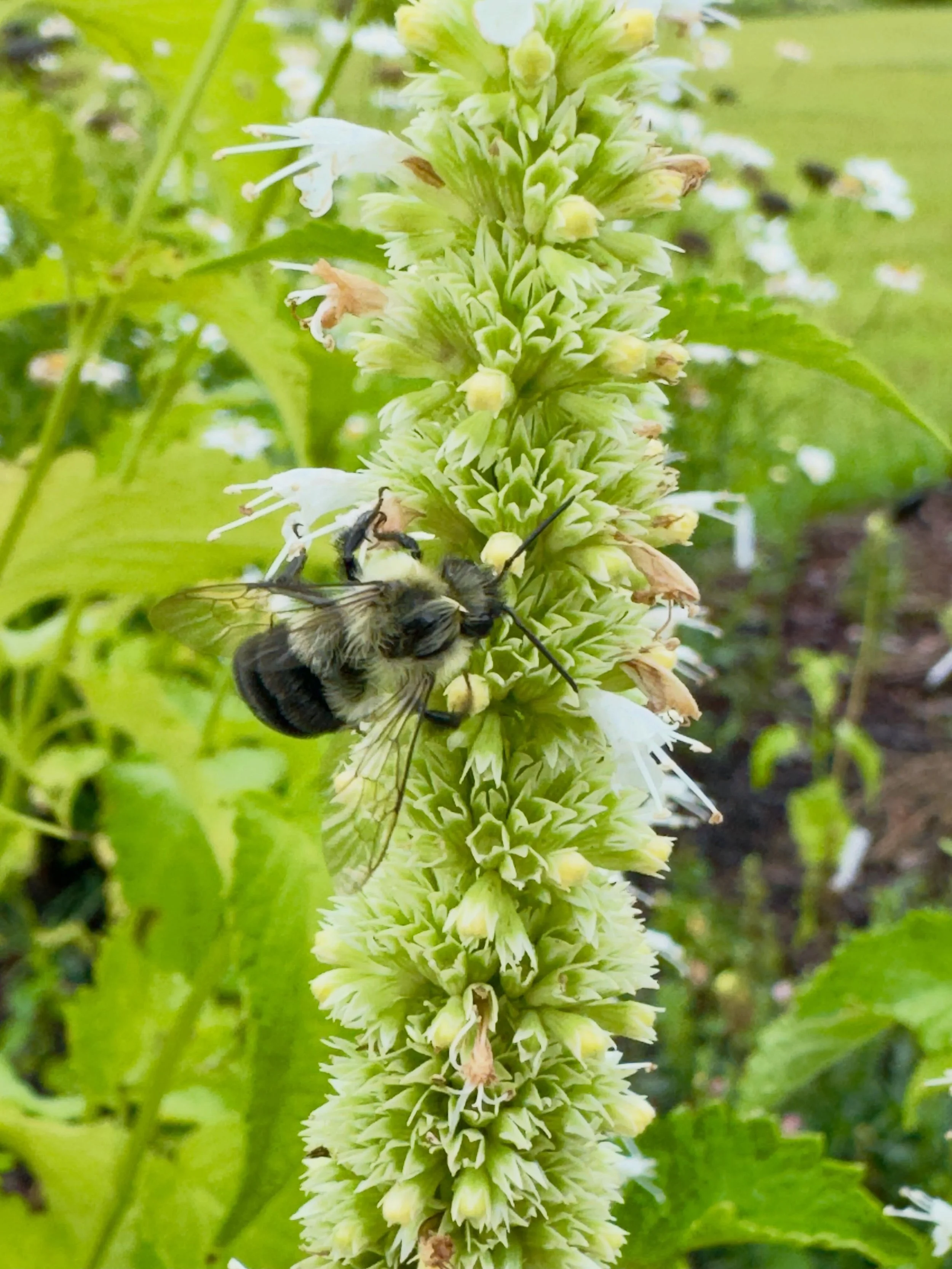 Bee
