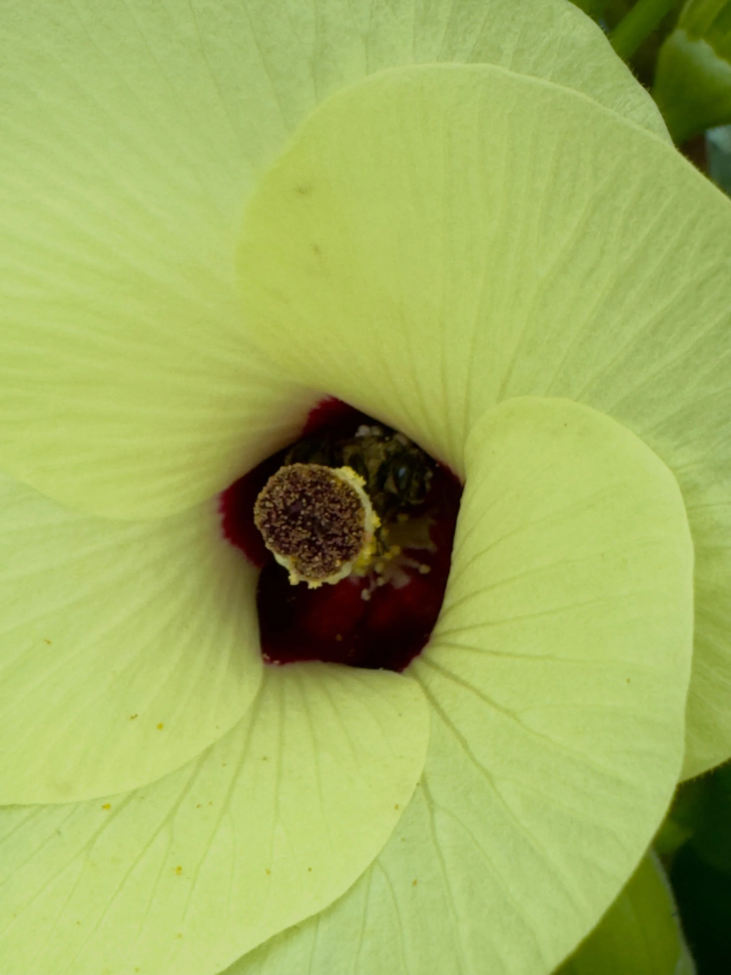 Can you see the bee?