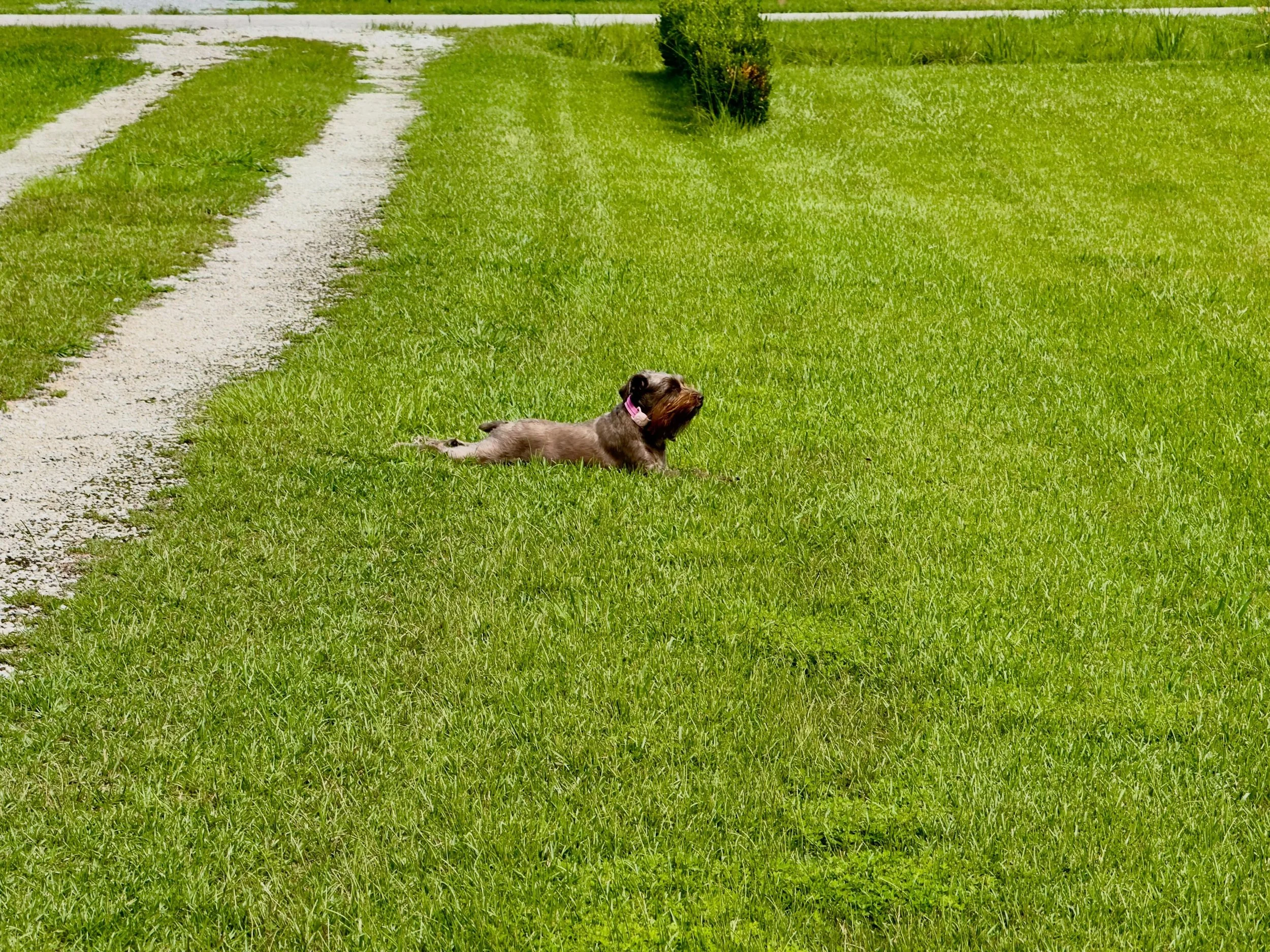 Little dog, big world