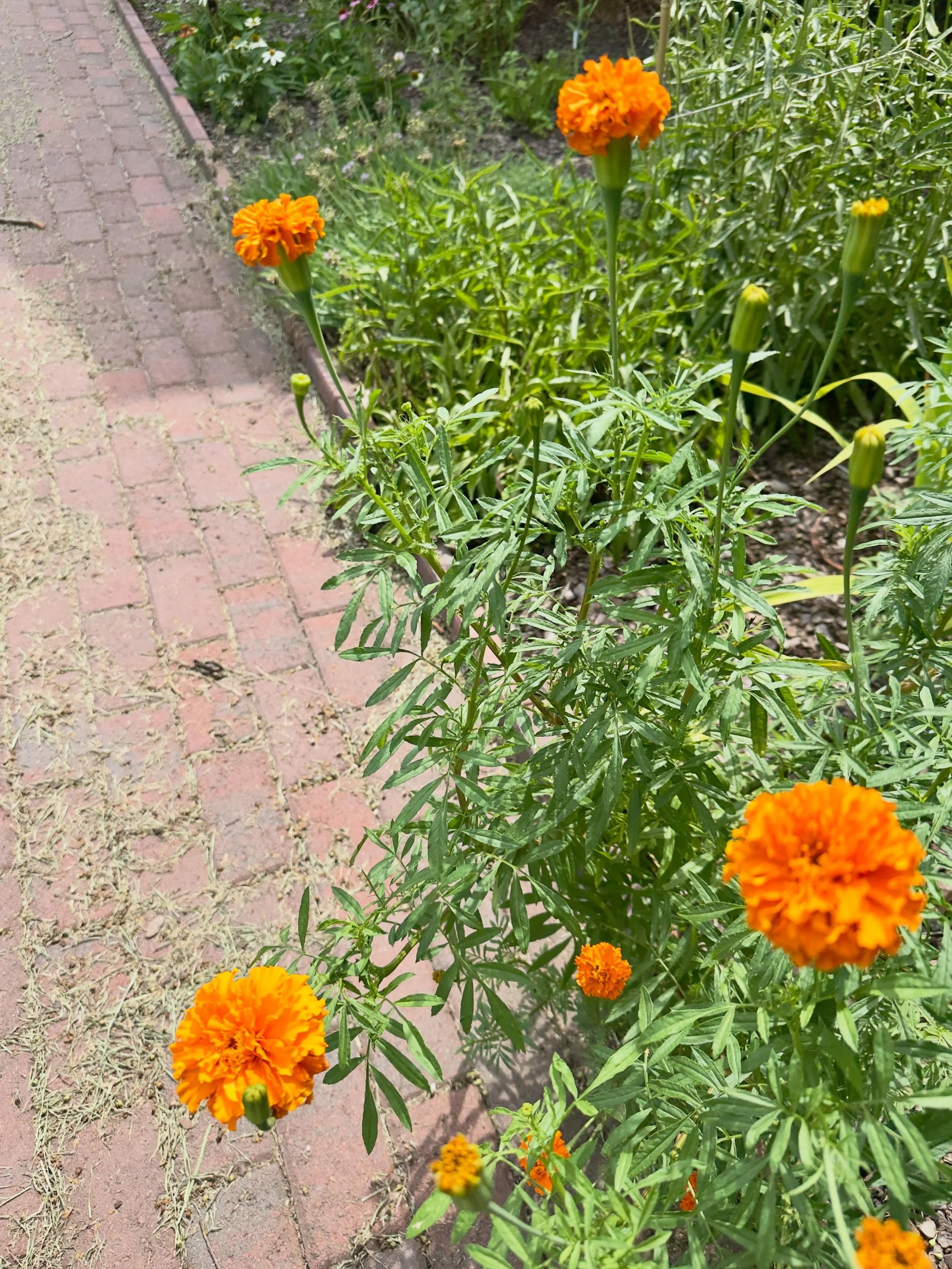 Marigolds the deer haven&rsquo;t touched