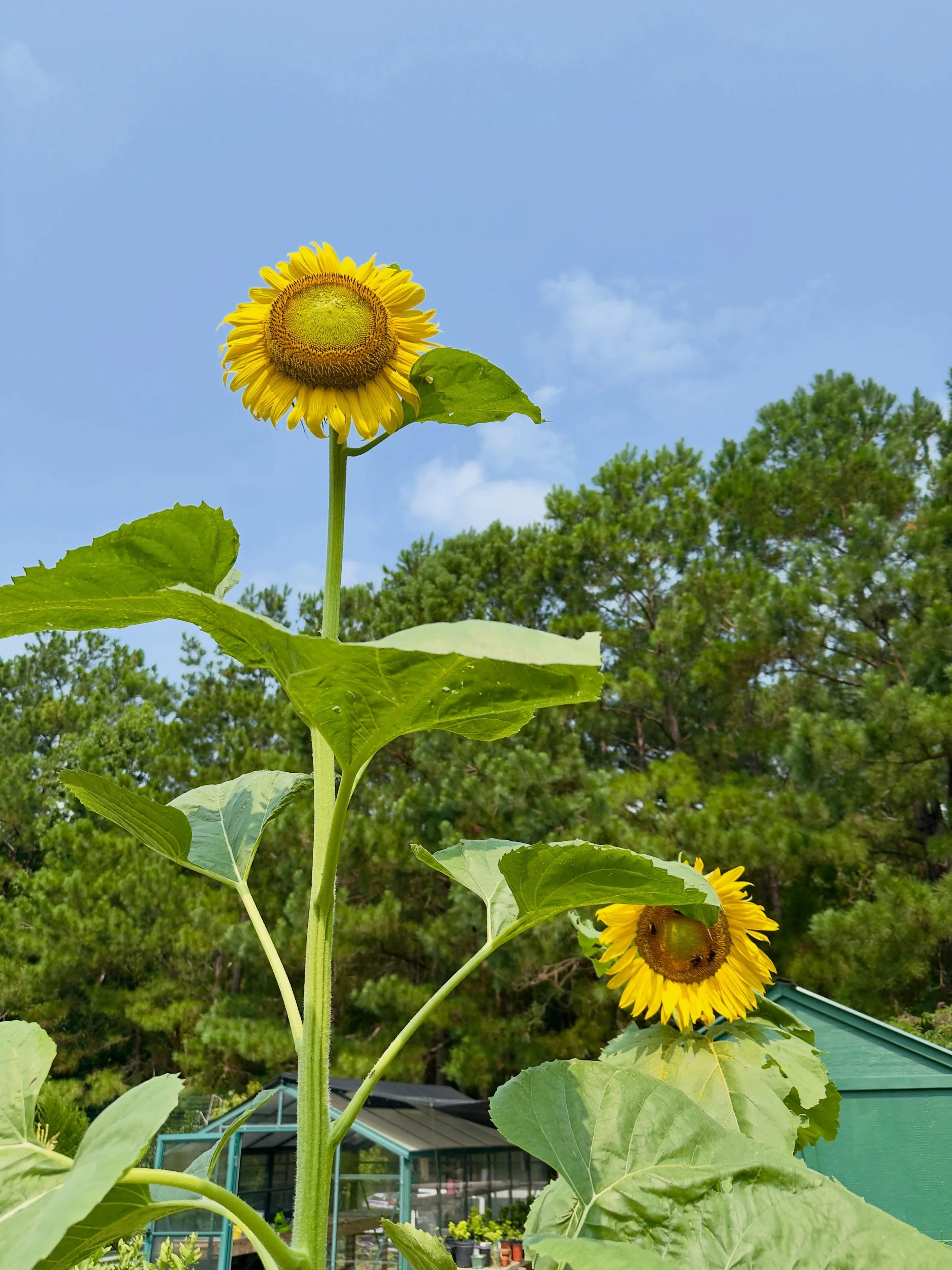 Sunflowers make me happy