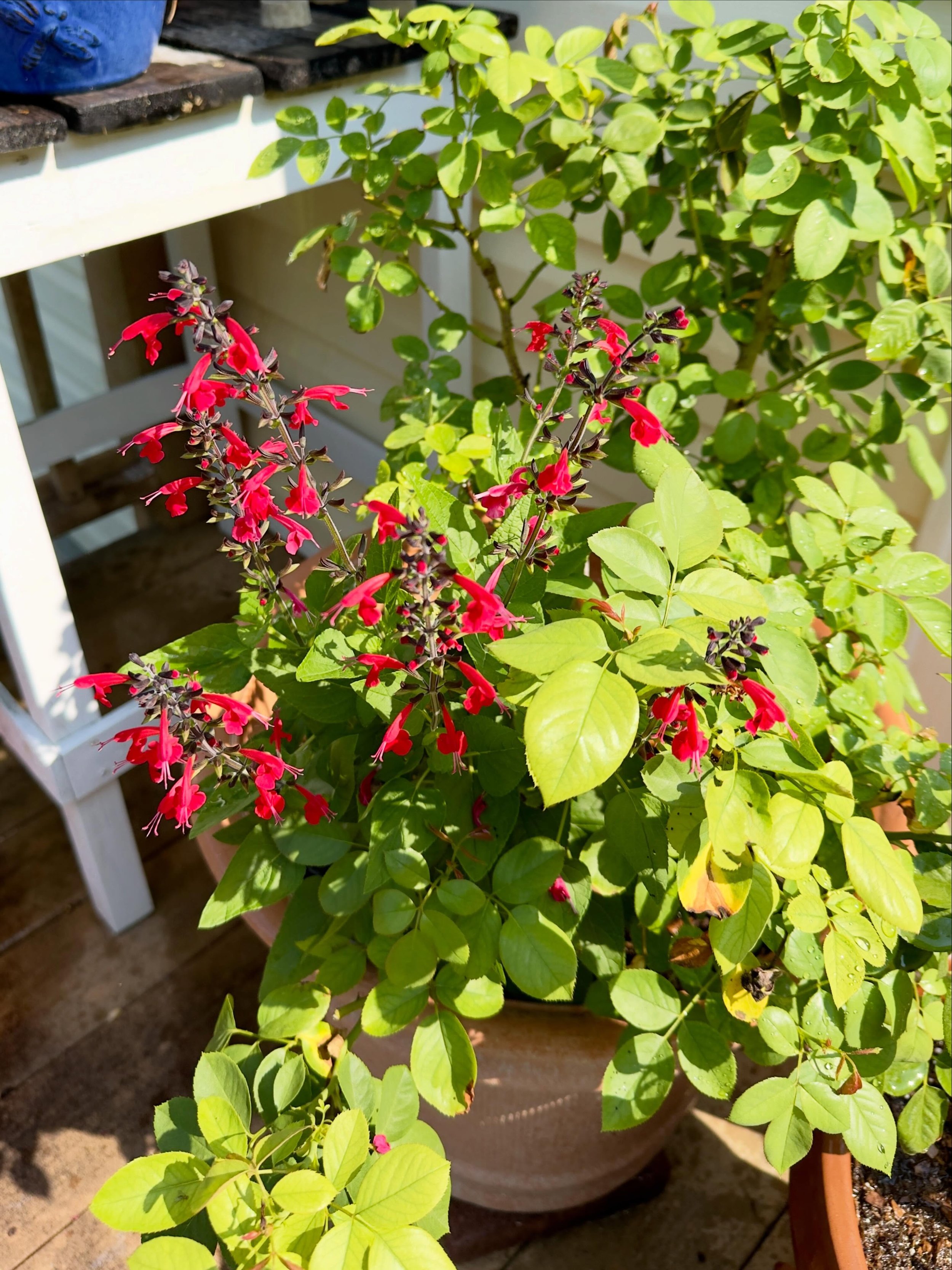 An unknown salvia growing in the rose pot. A happy accident.