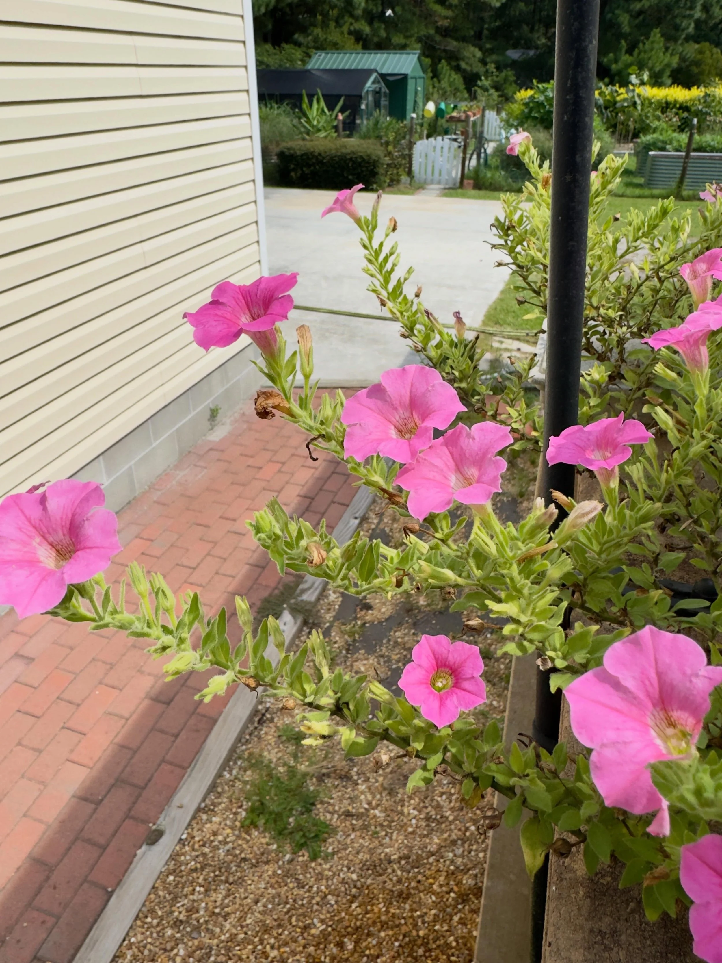 Pretty in pink