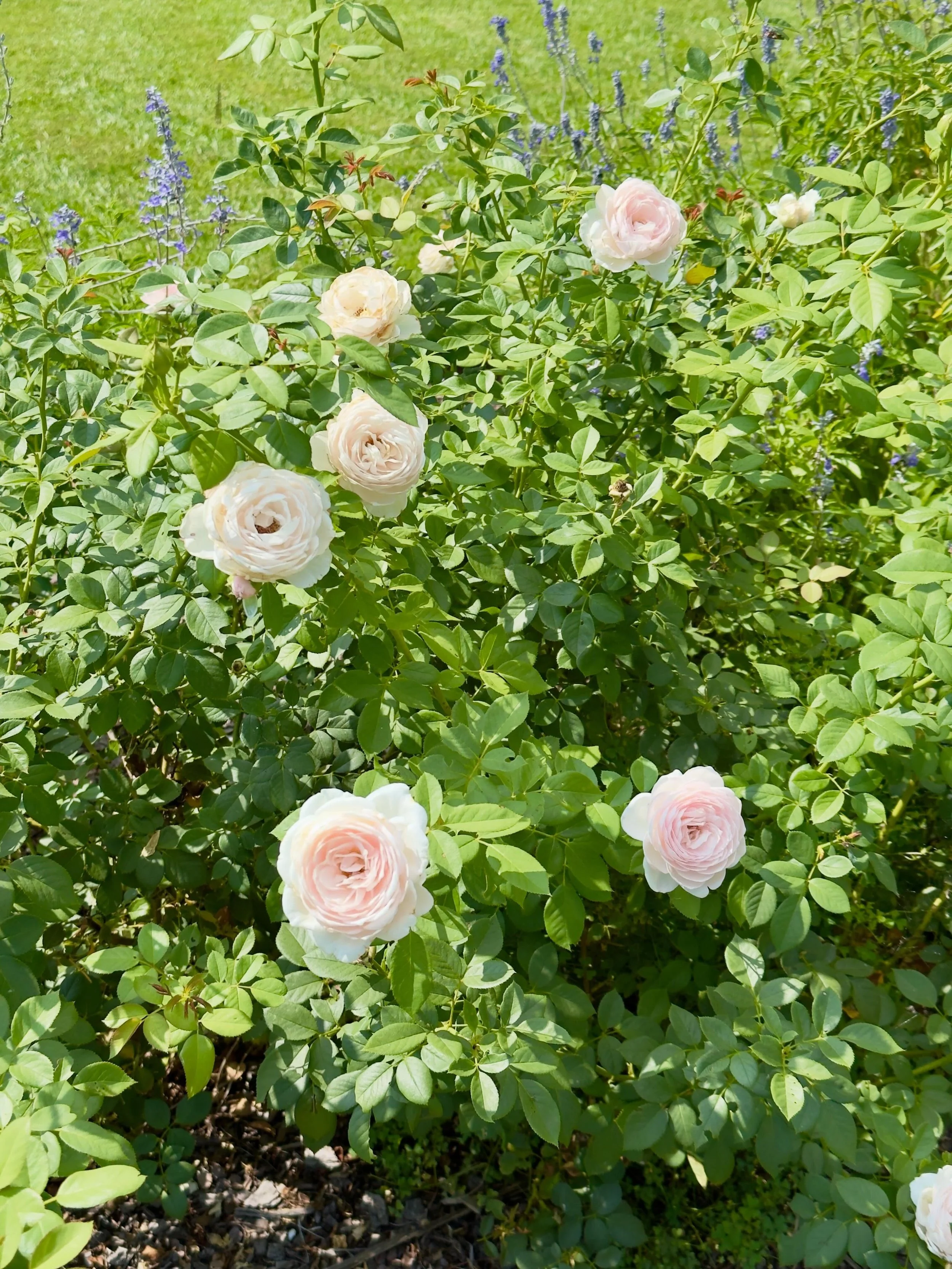 Roses that have survived the deer&hellip; for now.