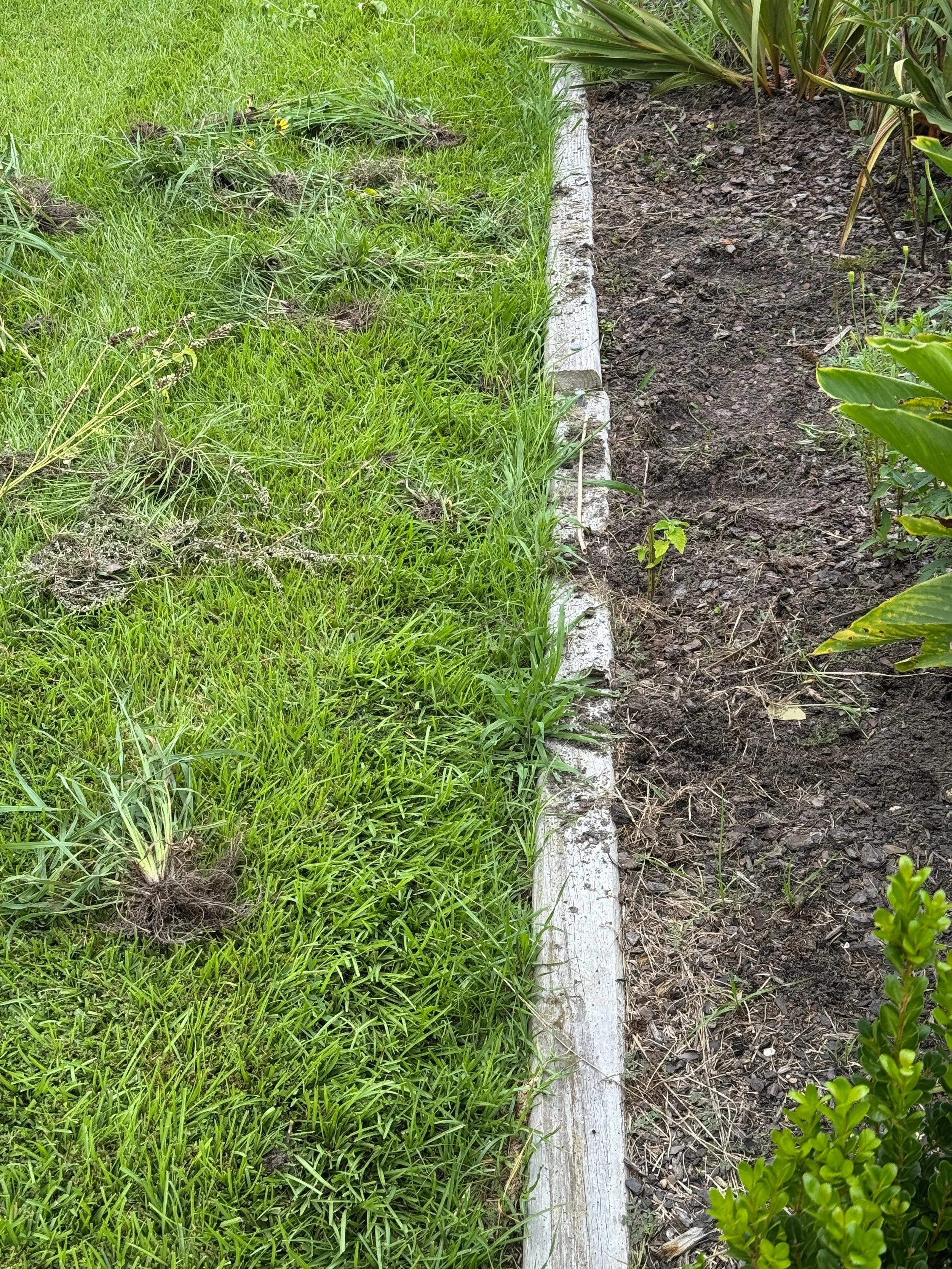 Scratching the tip of a weedy garden