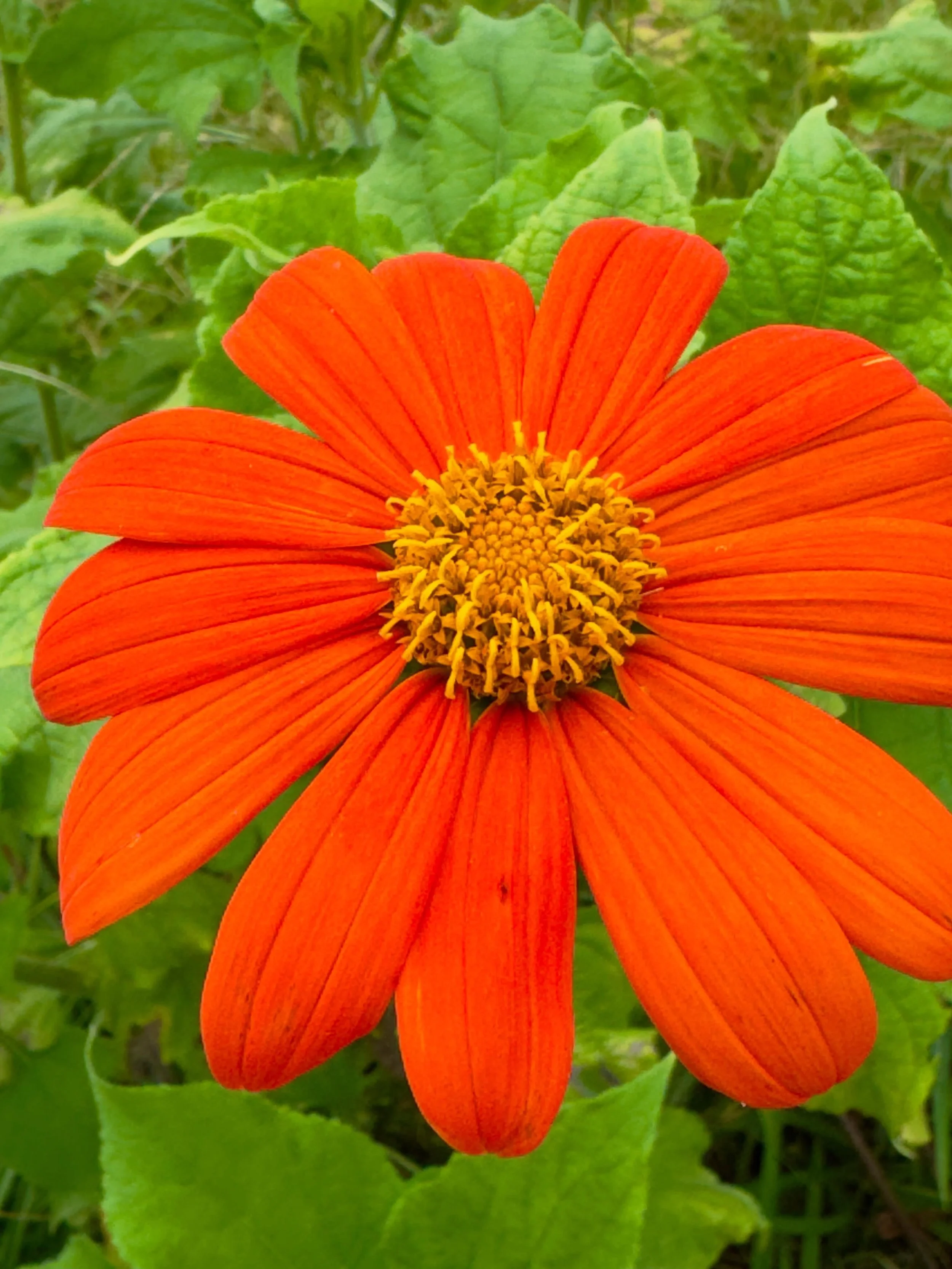 No other flower says summer like a Mexican sunflower.