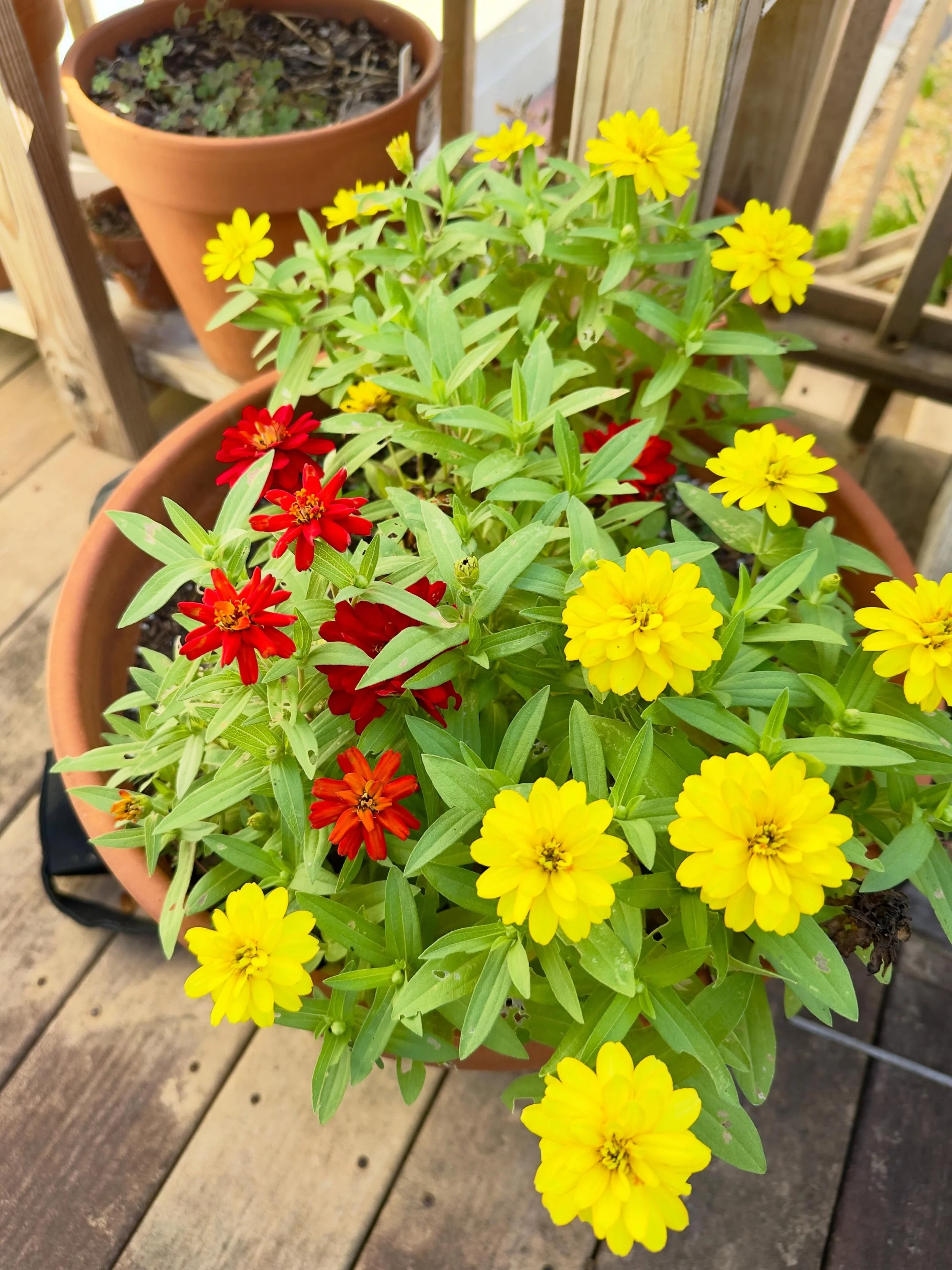 Little pot of profusion zinnias