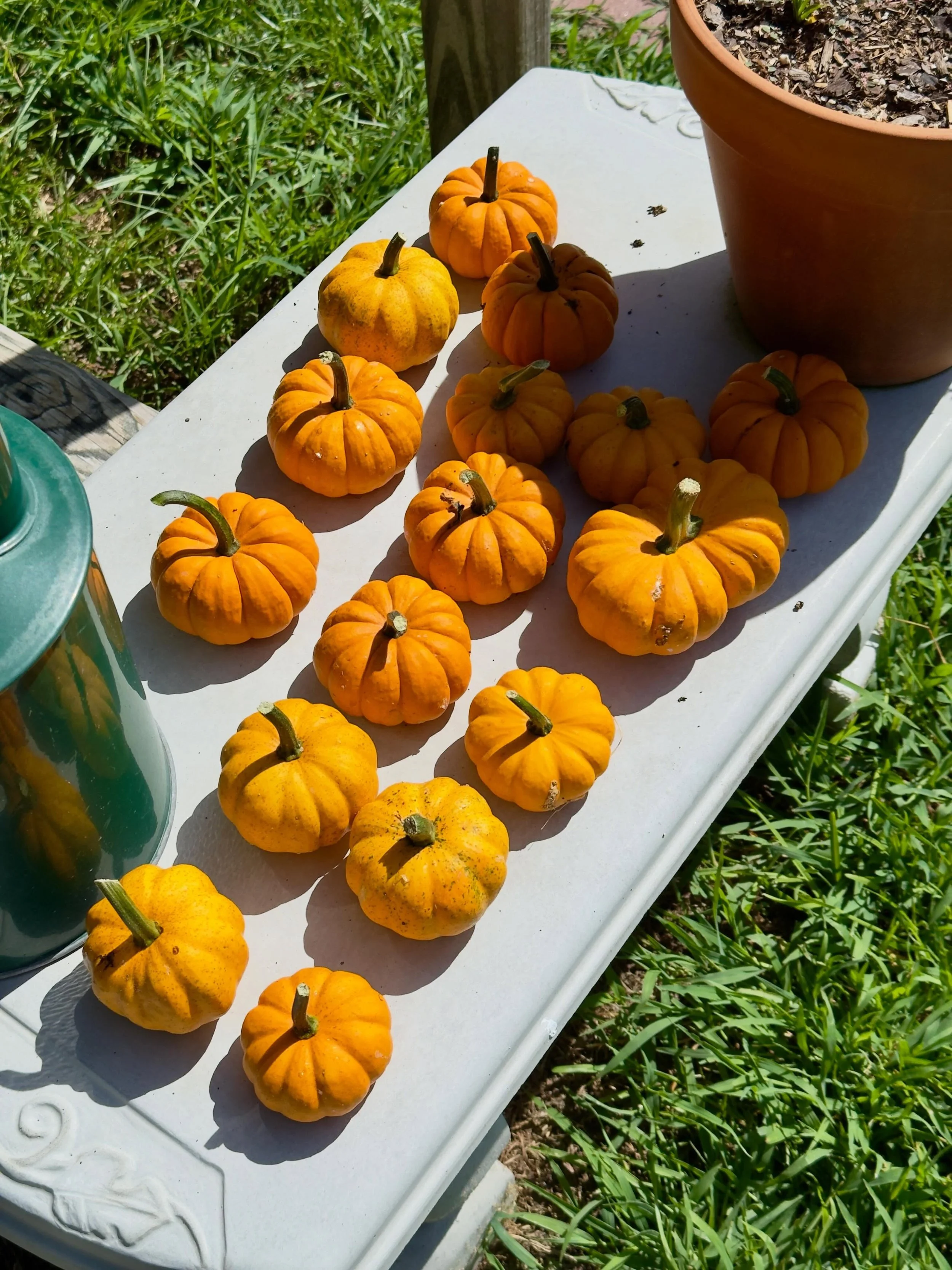 Small harvest of jack be little pumpkins