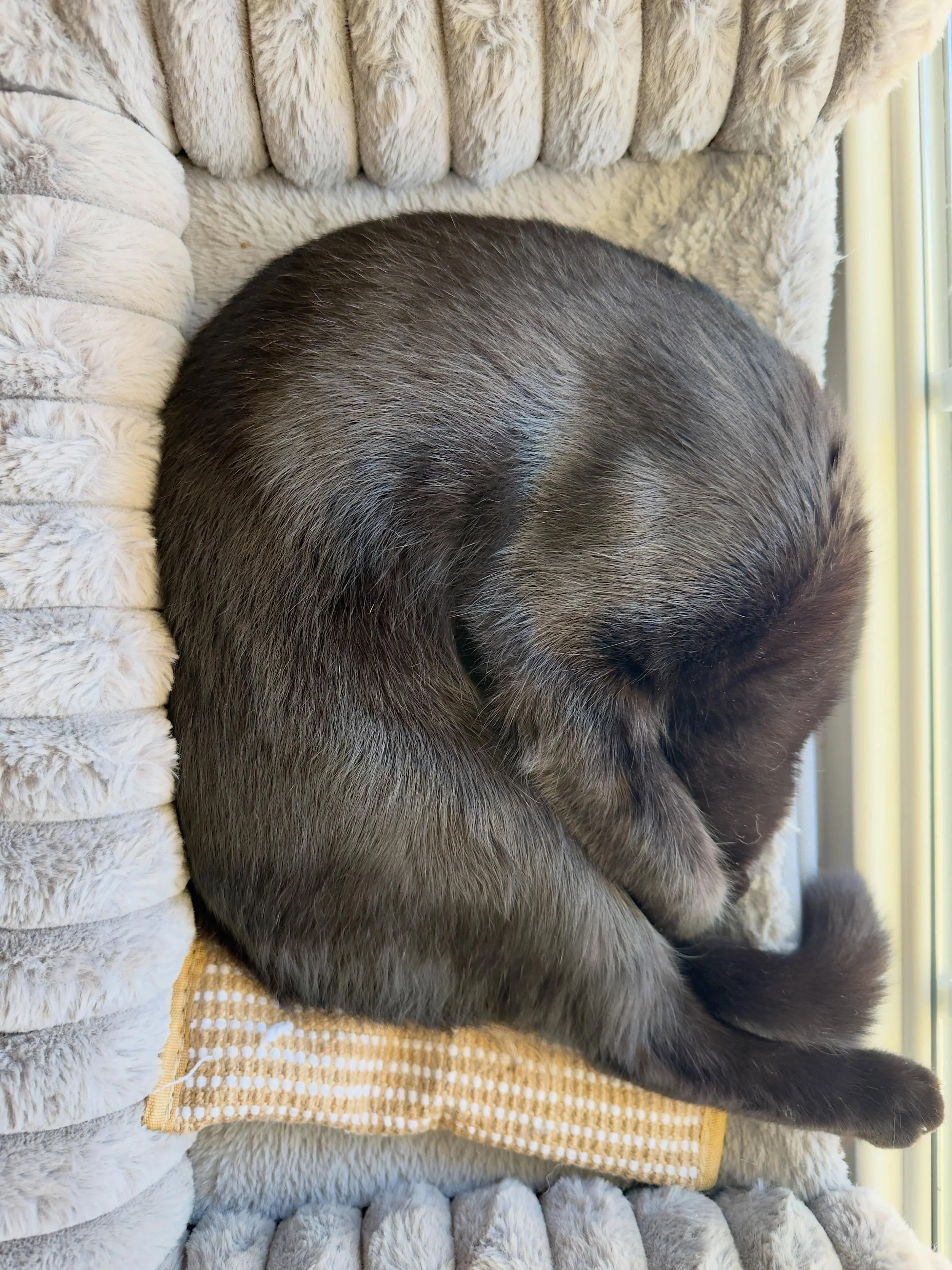 Sunday naps are the best