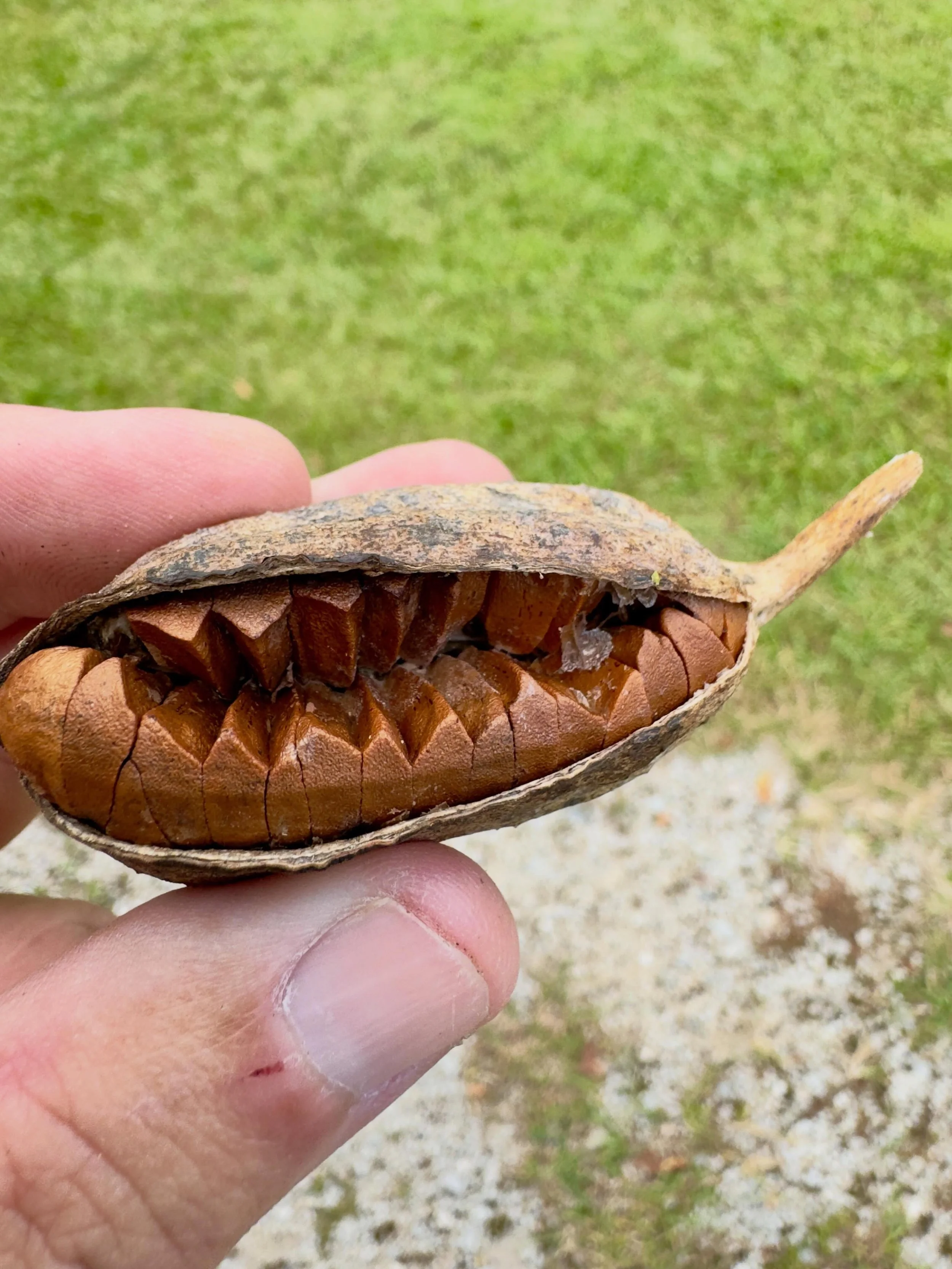 Looks like teeth