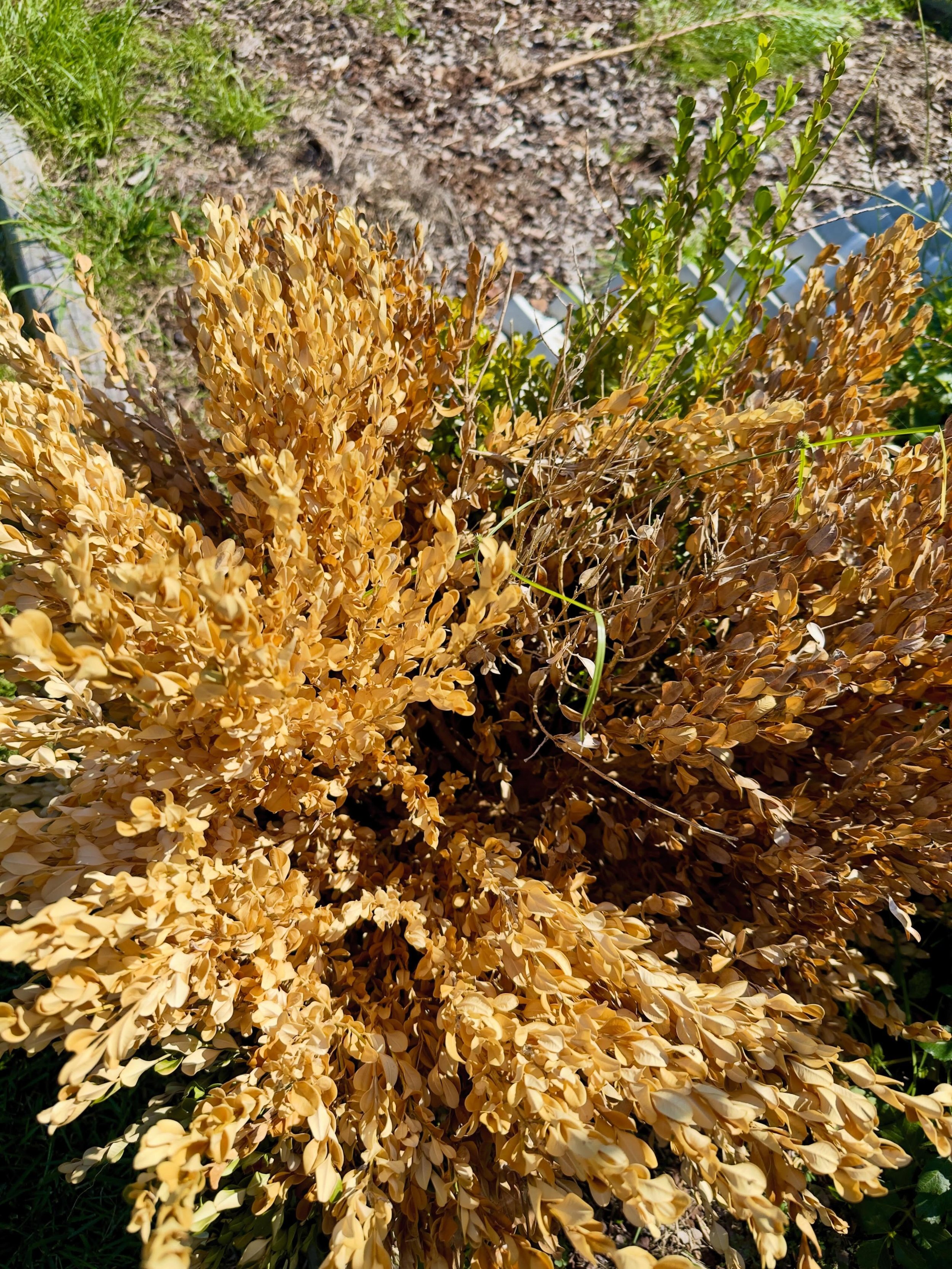 I think my boxwood has blight? What do you think?