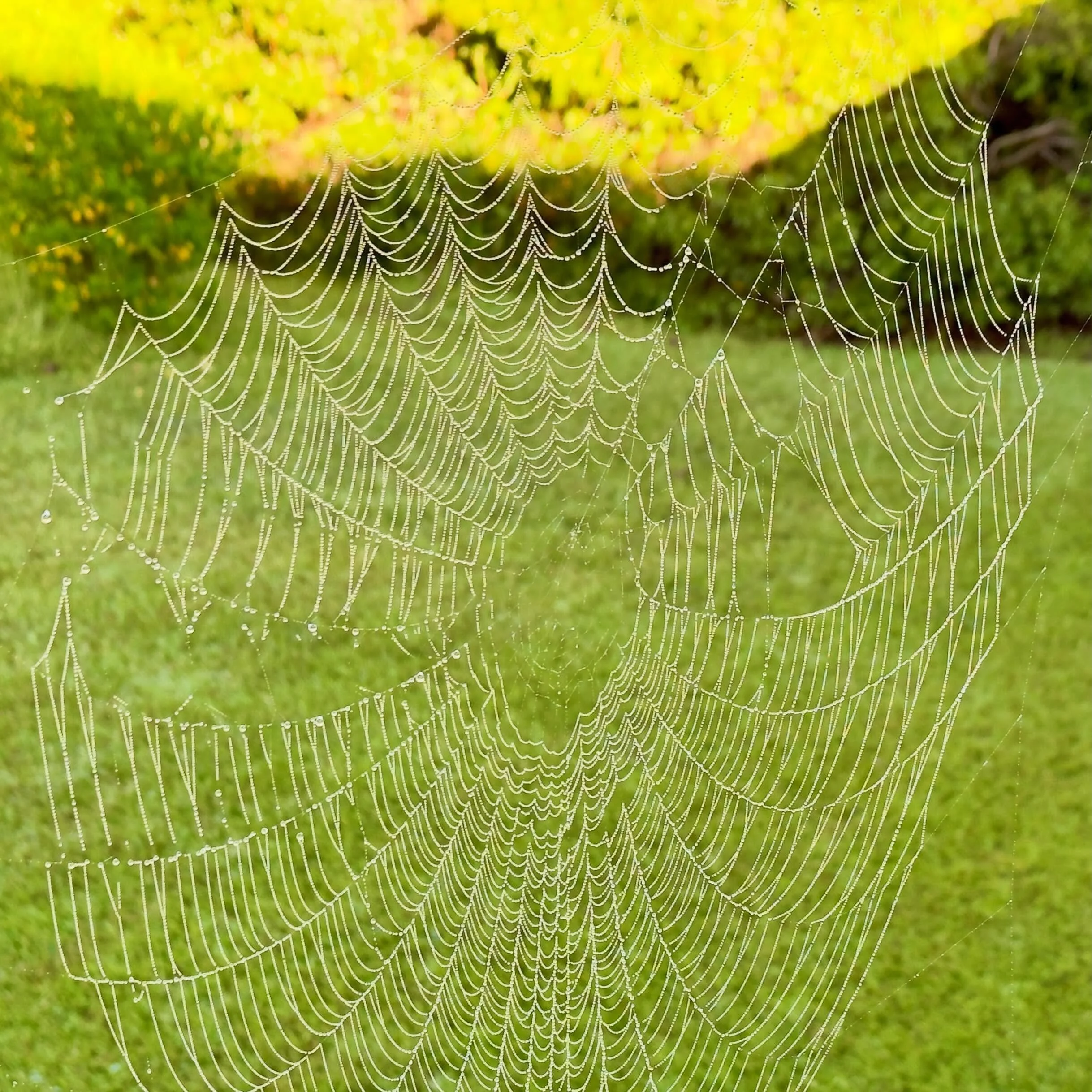 Spider web