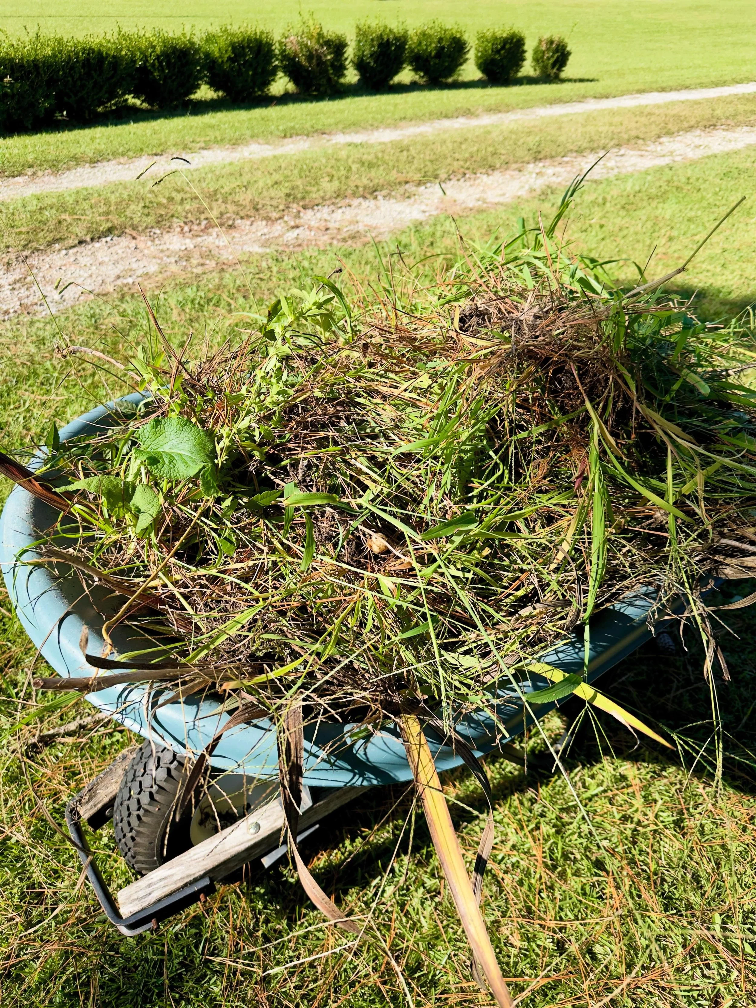 Just a little weeding this morning