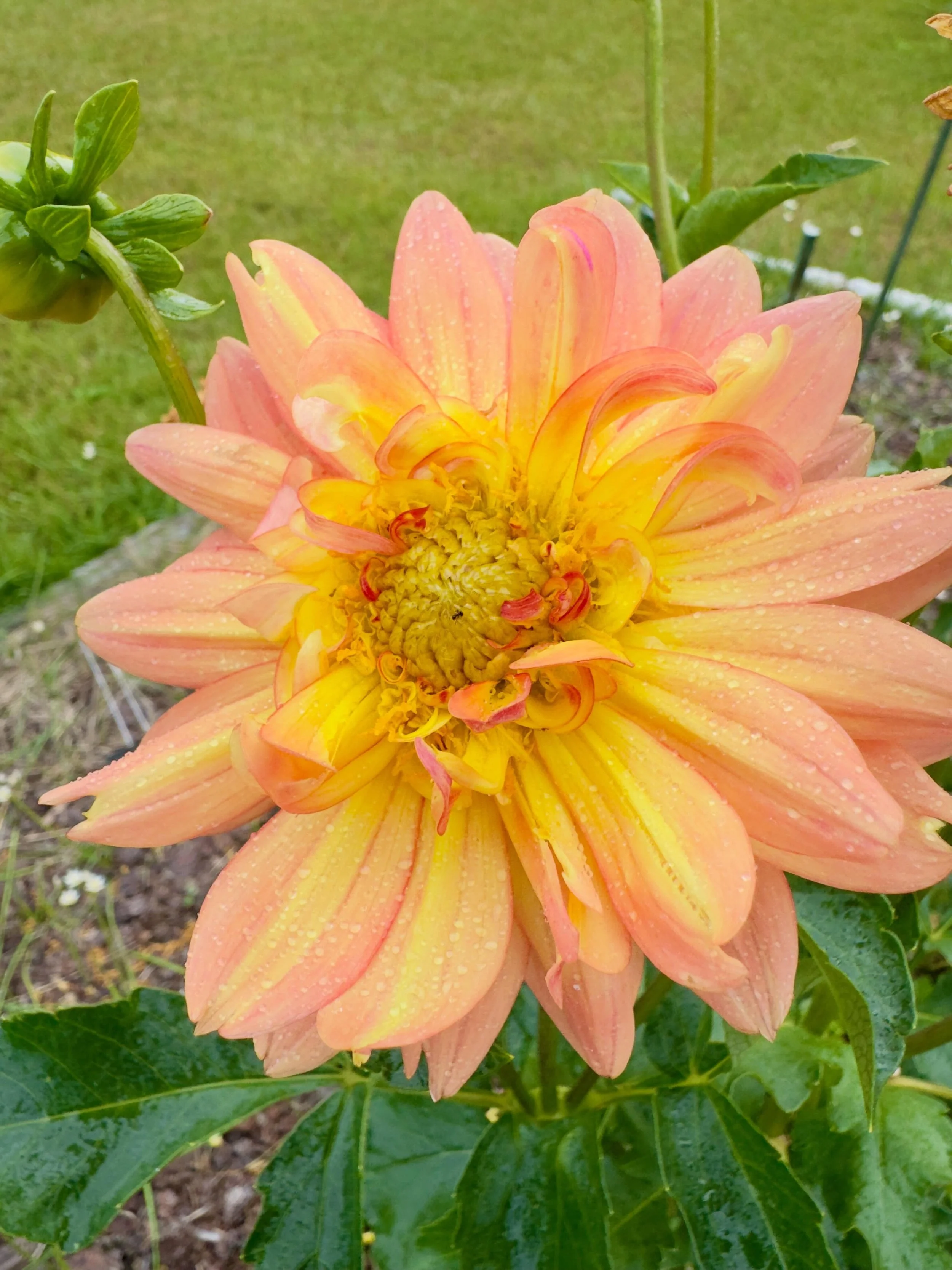 Wet dahlia