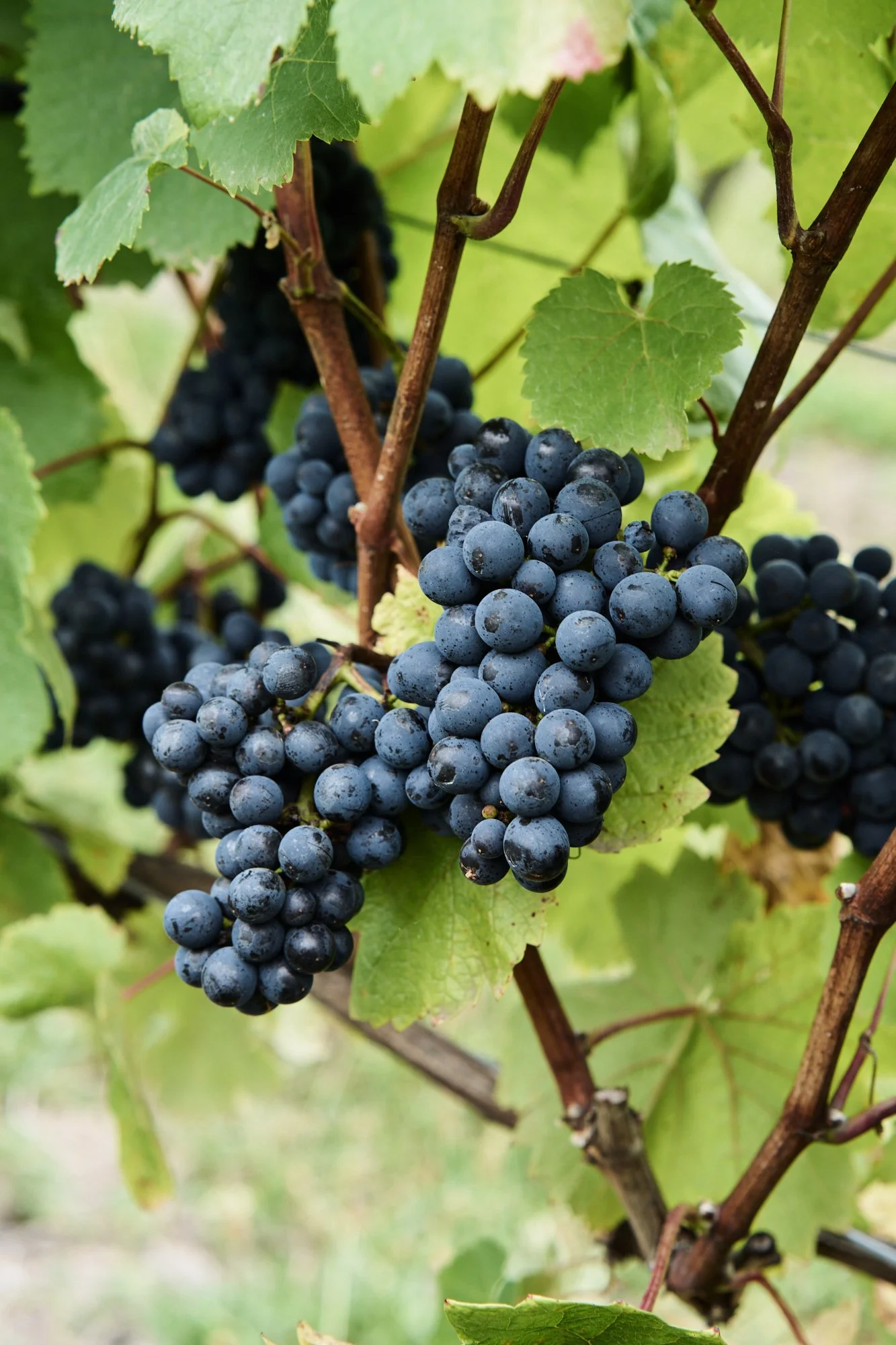20210221_Tillie_J_Wines_29.jpg