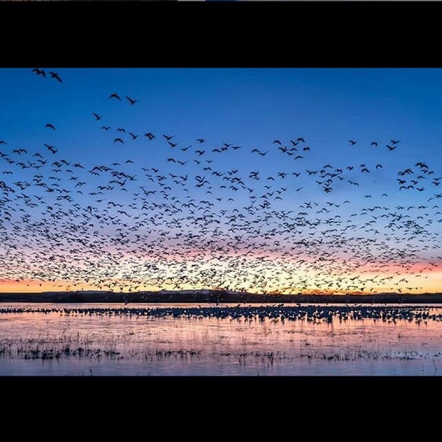 Double-tap if this shot by @harshagowdas made your jaw drop 😲 ⠀⠀⠀⠀⠀⠀⠀⠀⠀
⠀⠀⠀⠀⠀⠀⠀⠀⠀
We suddenly think a trip to the Bosque Del Apache National Wildlife Refuge is well overdue... Have you ever been?⠀⠀⠀⠀⠀⠀⠀⠀⠀
.⠀⠀⠀⠀⠀⠀⠀⠀⠀
.⠀⠀⠀⠀⠀⠀⠀⠀⠀
. ⠀⠀⠀⠀⠀⠀⠀⠀⠀
#simplysan