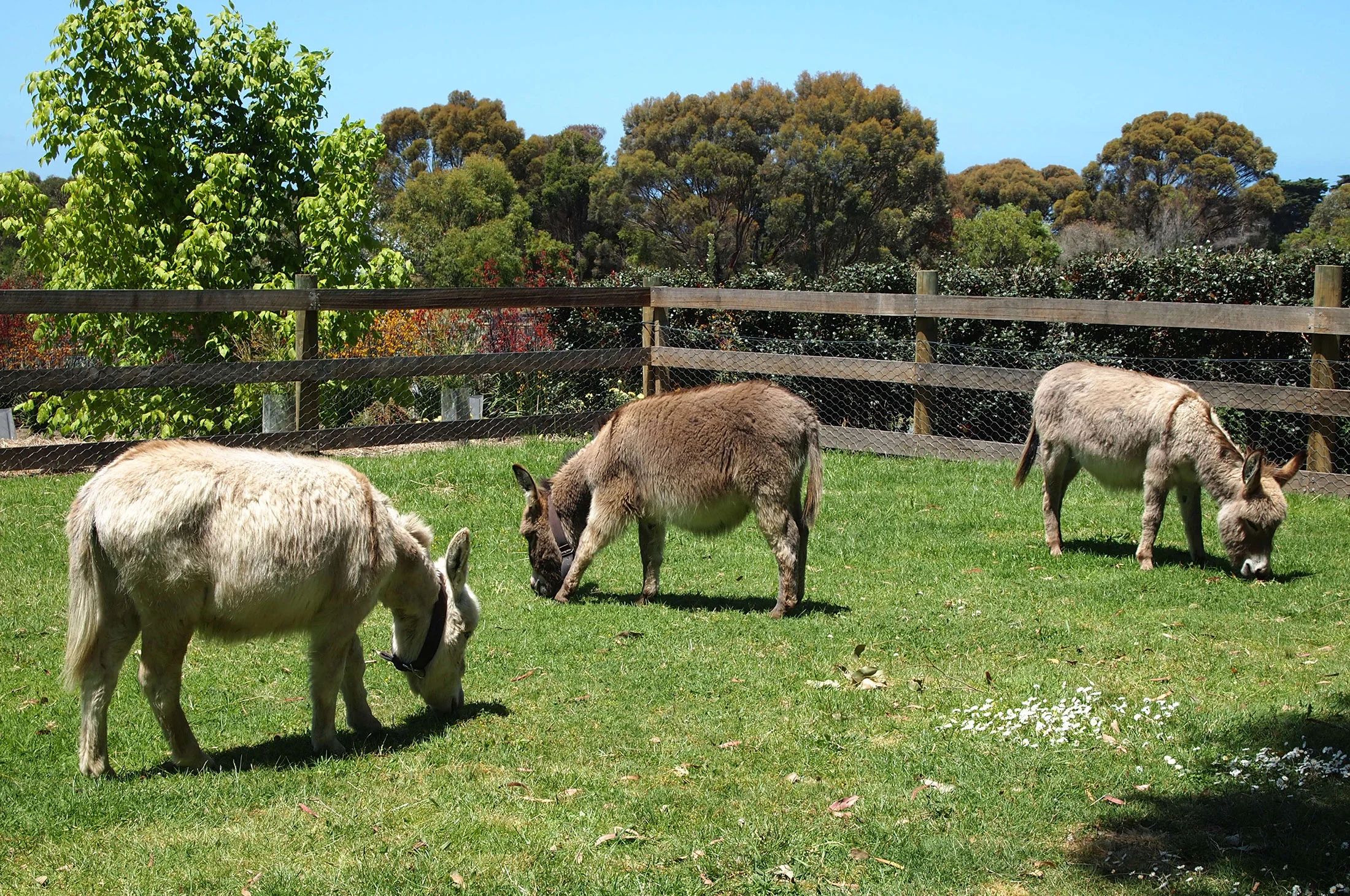 three-donkeys-bg-01.jpg