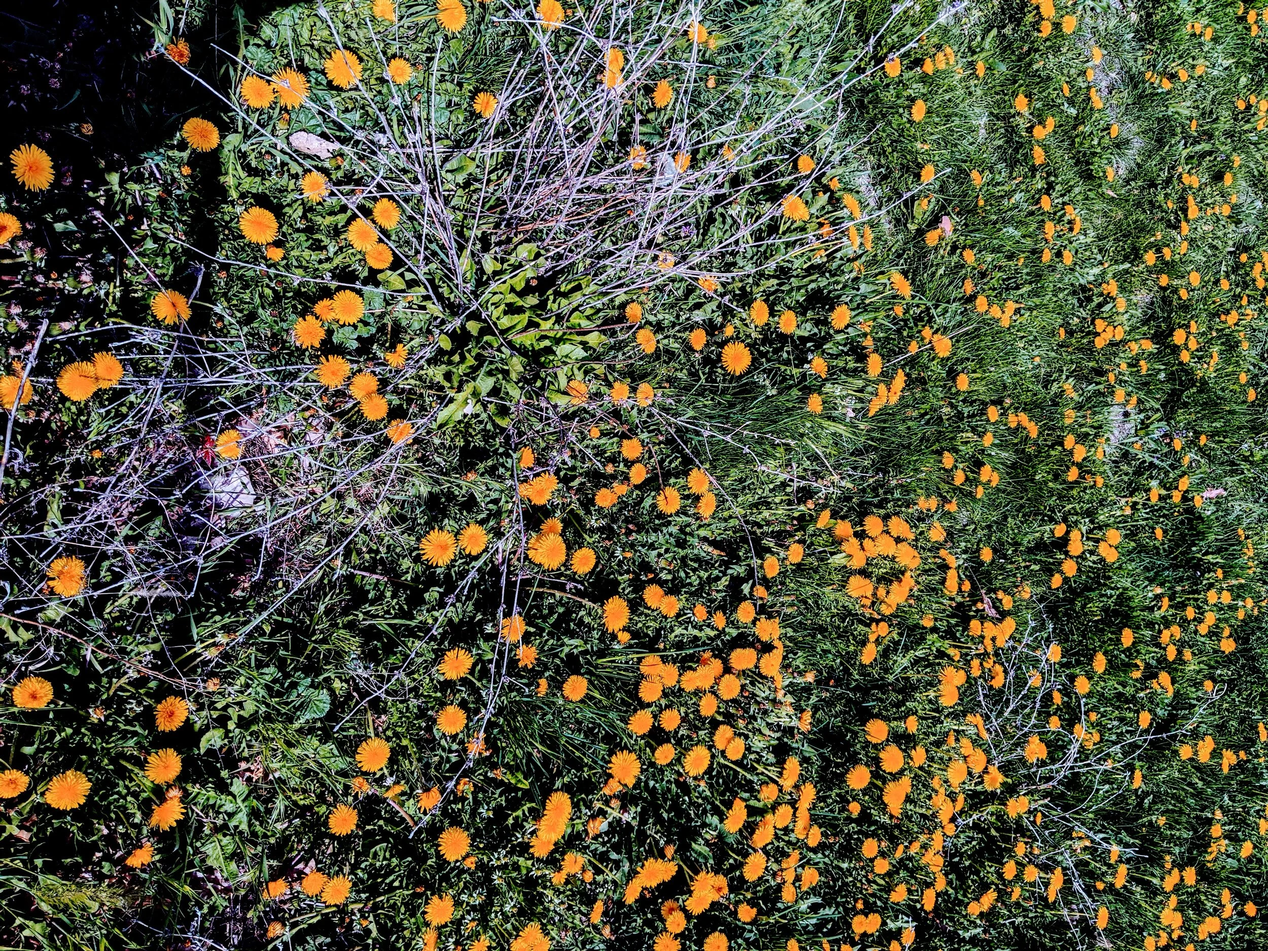 Dandelions, a music video, and numbers too big to comprehend
