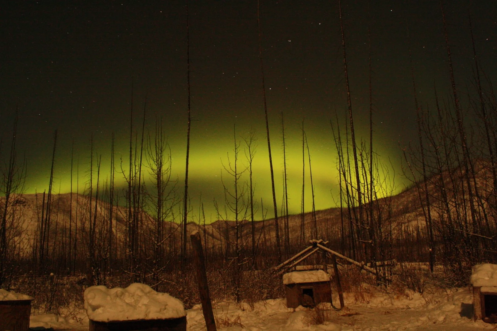 Bush Alaska Expeditions Dog Sled Tours